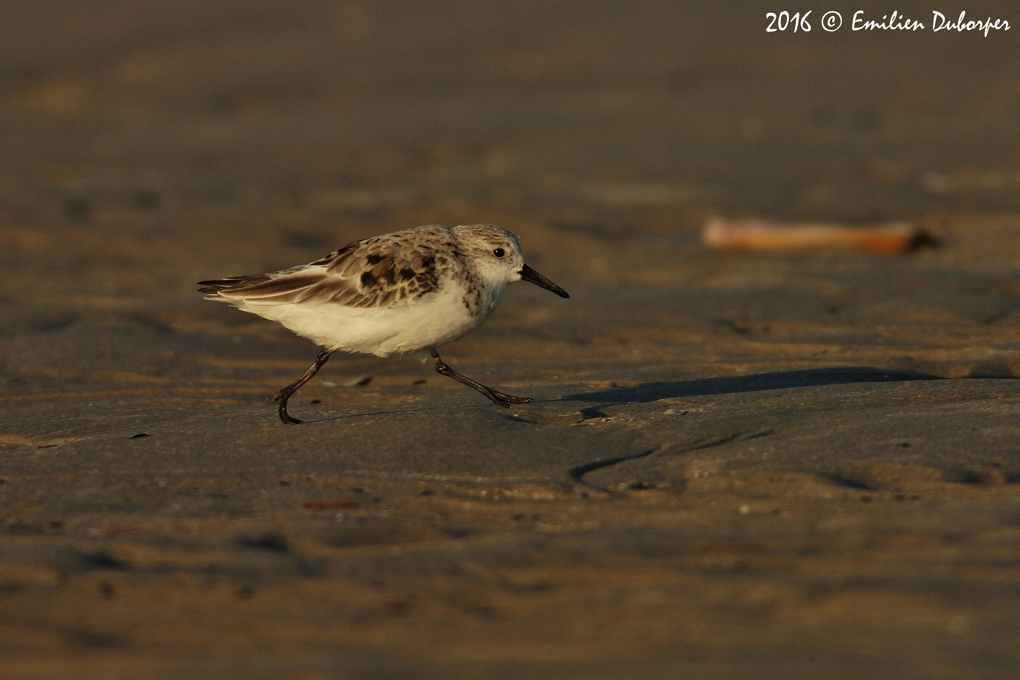 Nikon D2Hs sample photo. Le sprinteur des plages photography