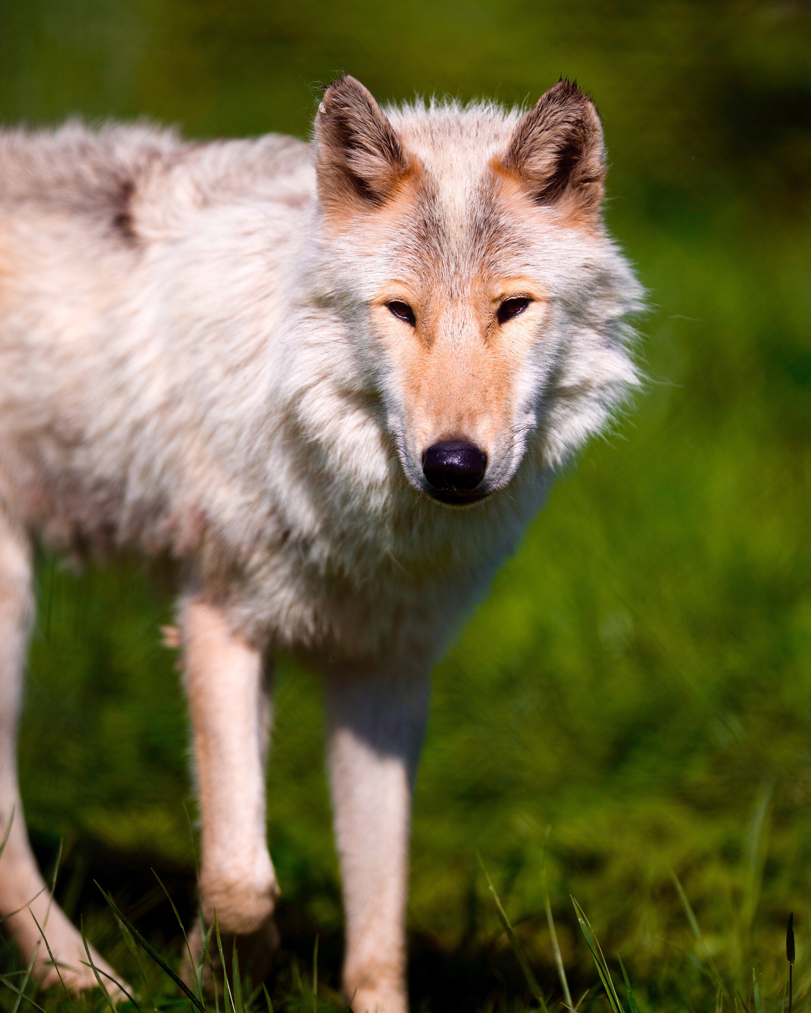 Canon EF 200mm F2L IS USM sample photo. The alpha wolf in a pack is not necessarily the la ... photography