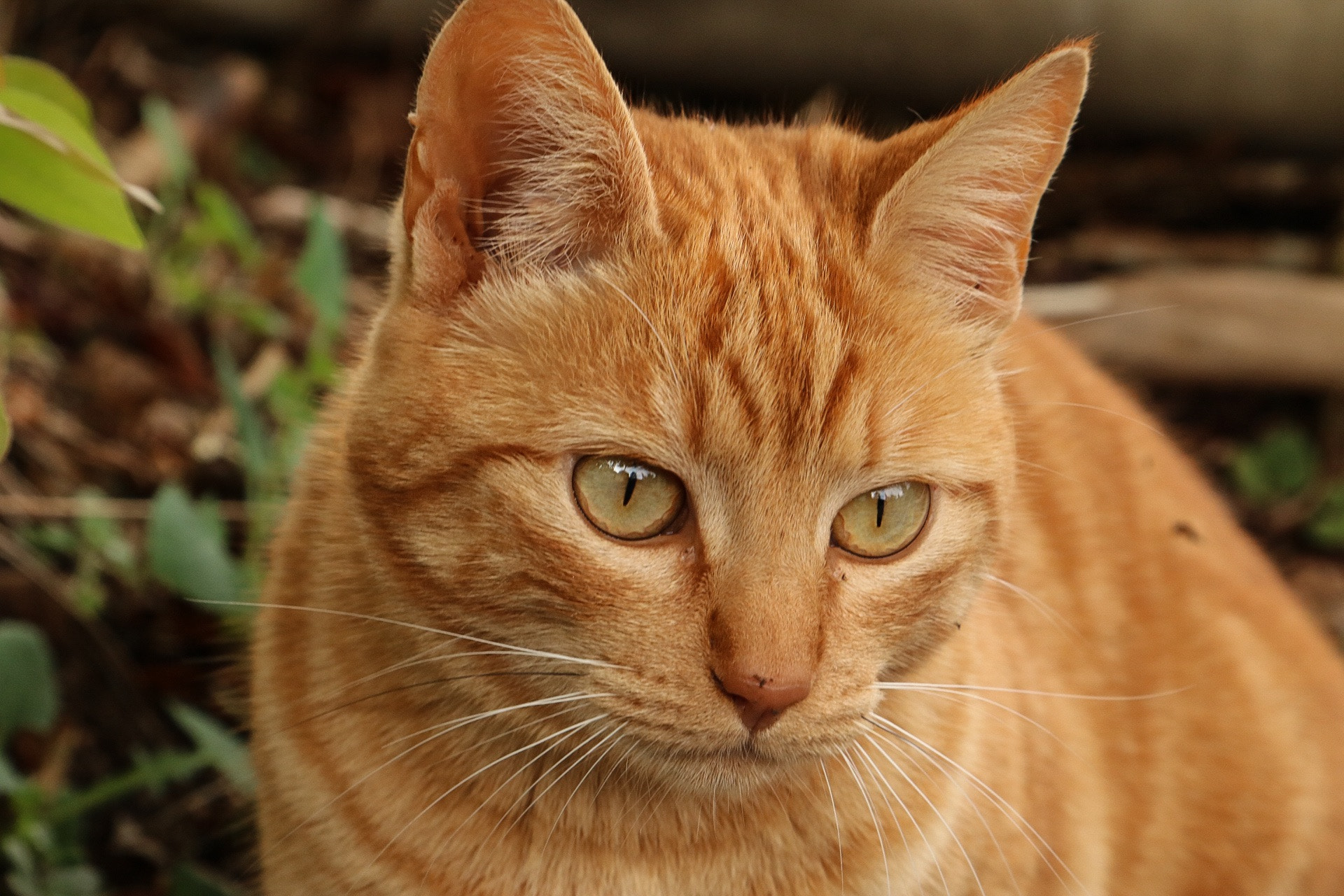 Canon EOS 750D (EOS Rebel T6i / EOS Kiss X8i) sample photo. Merida photography