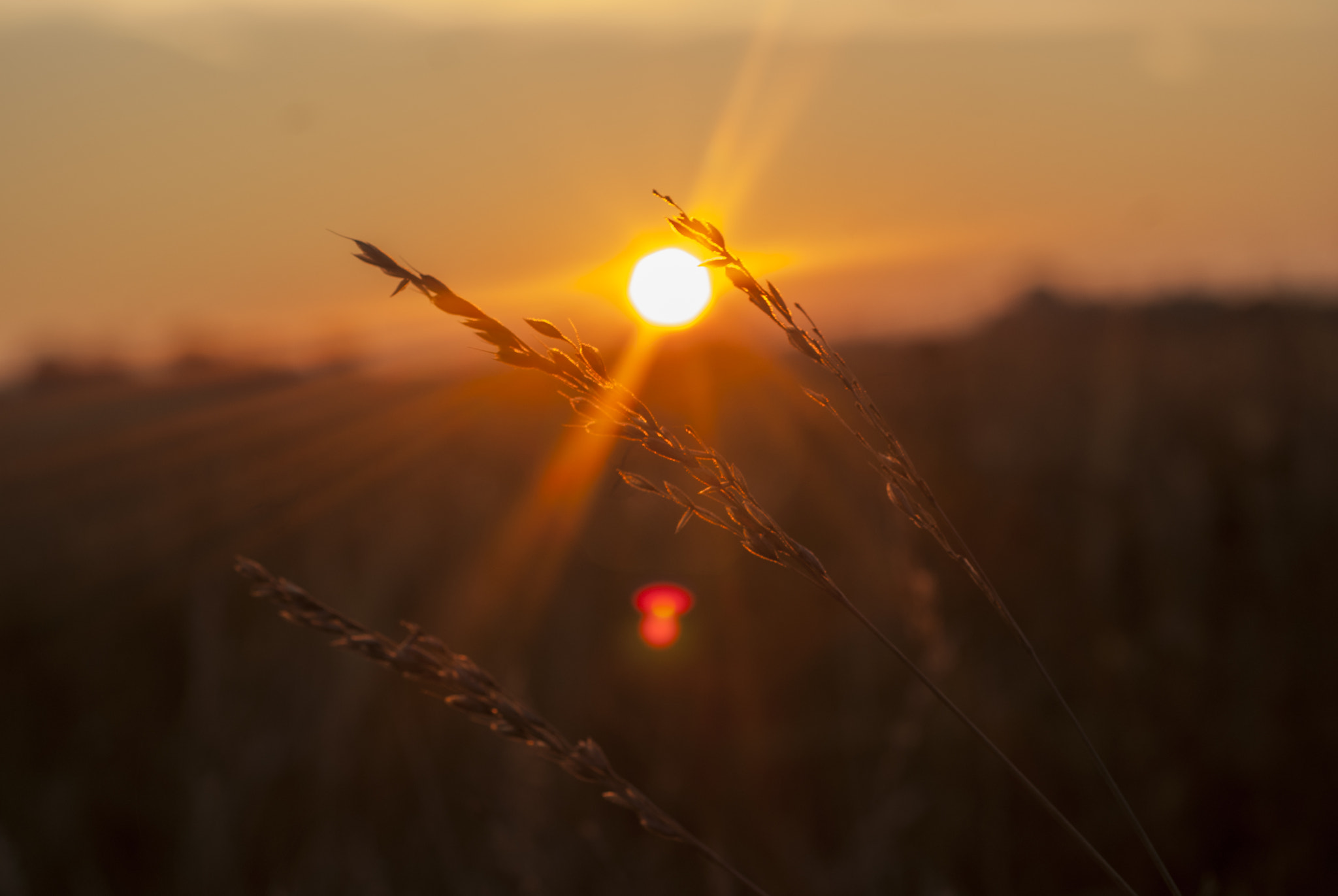 MACRO 50mm F2.8 sample photo. Corn in the sunset photography
