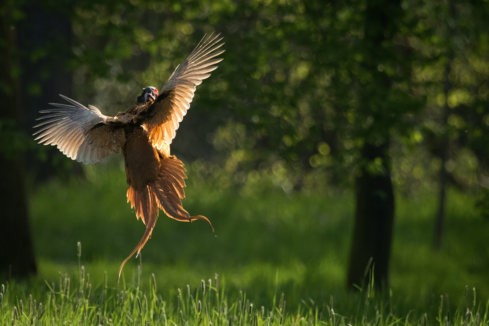 Canon EF 100-400mm F4.5-5.6L IS USM sample photo. Pheasant photography