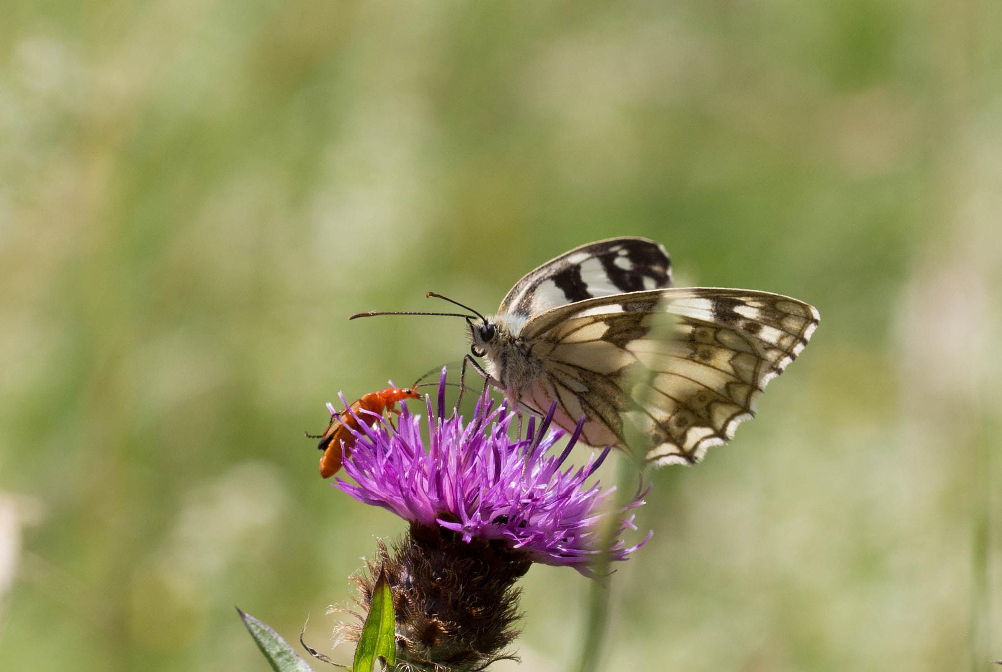 Canon EOS 700D (EOS Rebel T5i / EOS Kiss X7i) + Canon EF 100mm F2.8L Macro IS USM sample photo. Butterfly photography