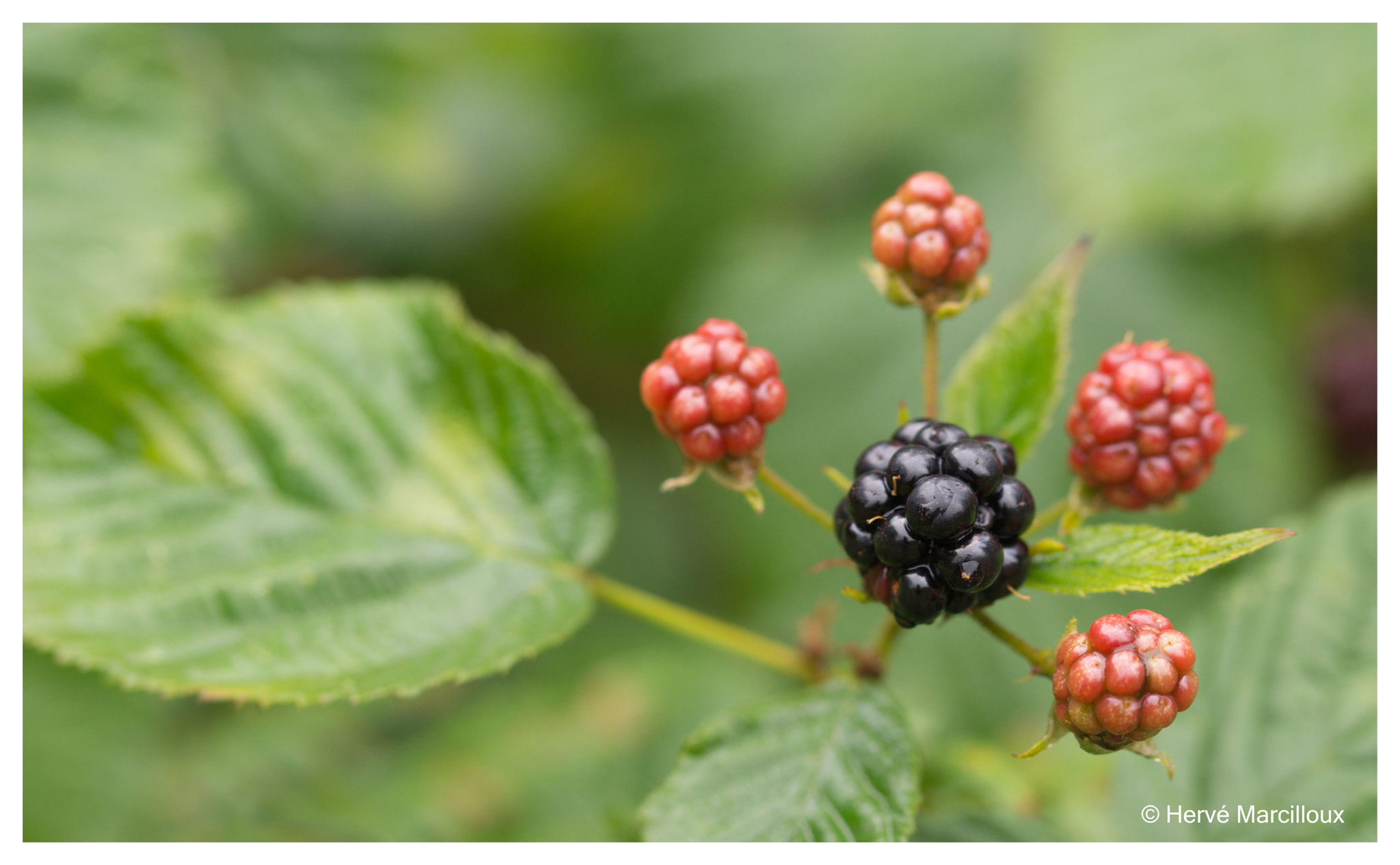 Sony SLT-A77 + 105mm F2.8 sample photo. Wild blackberry in the swedish countryside photography