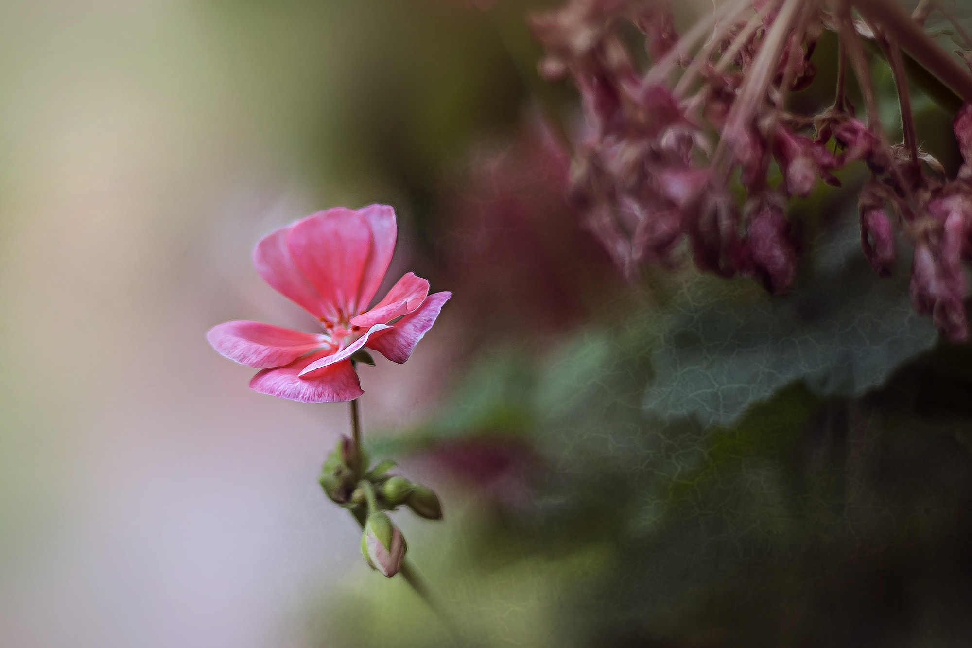 Canon EOS 70D + Canon EF 50mm F1.8 II sample photo. Geranium photography