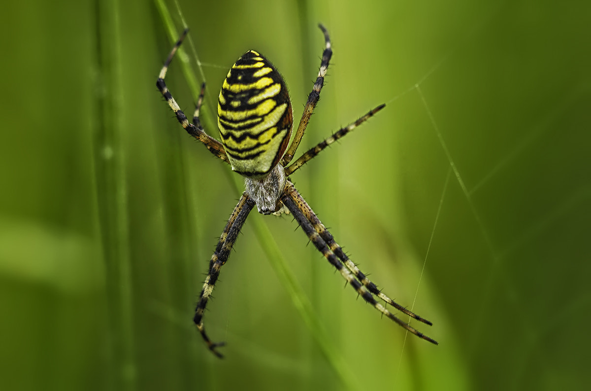 Canon EF 180mm F3.5L Macro USM sample photo. Wasp spider photography