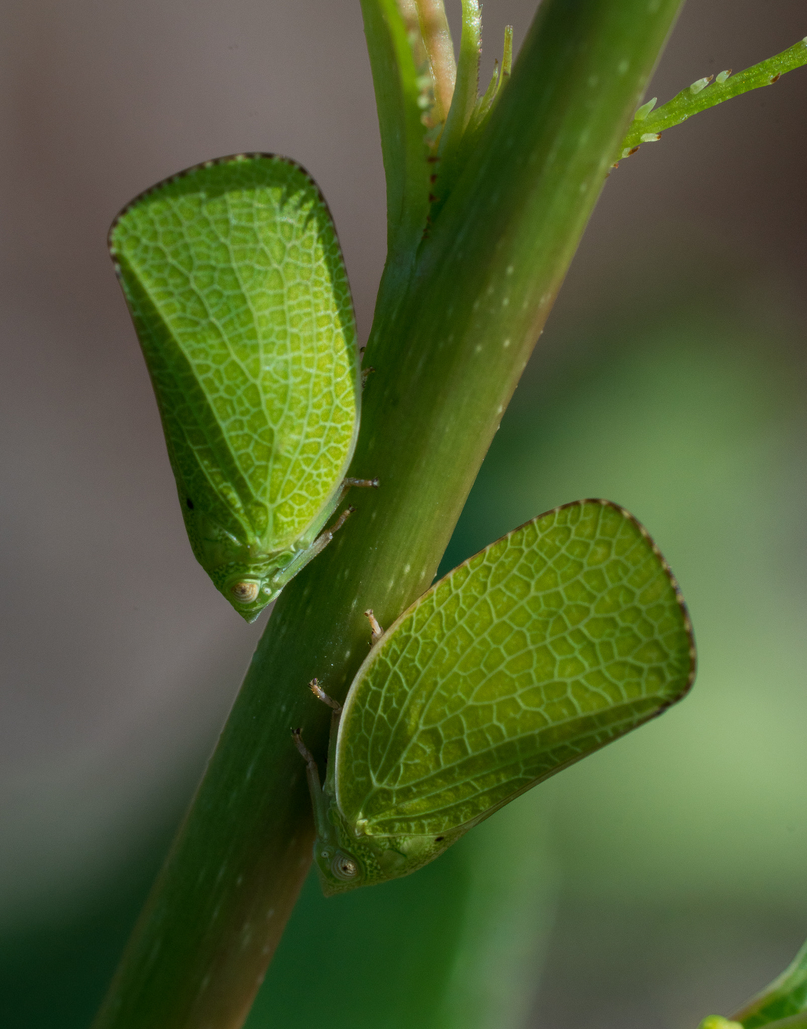 Sony ILCA-77M2 + Sony 100mm F2.8 Macro sample photo