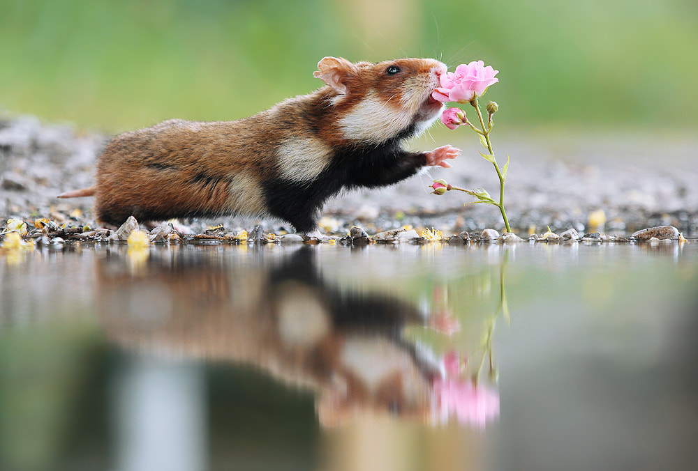 Canon EOS 60D + Canon EF 100-400mm F4.5-5.6L IS USM sample photo. Hamster & rose photography