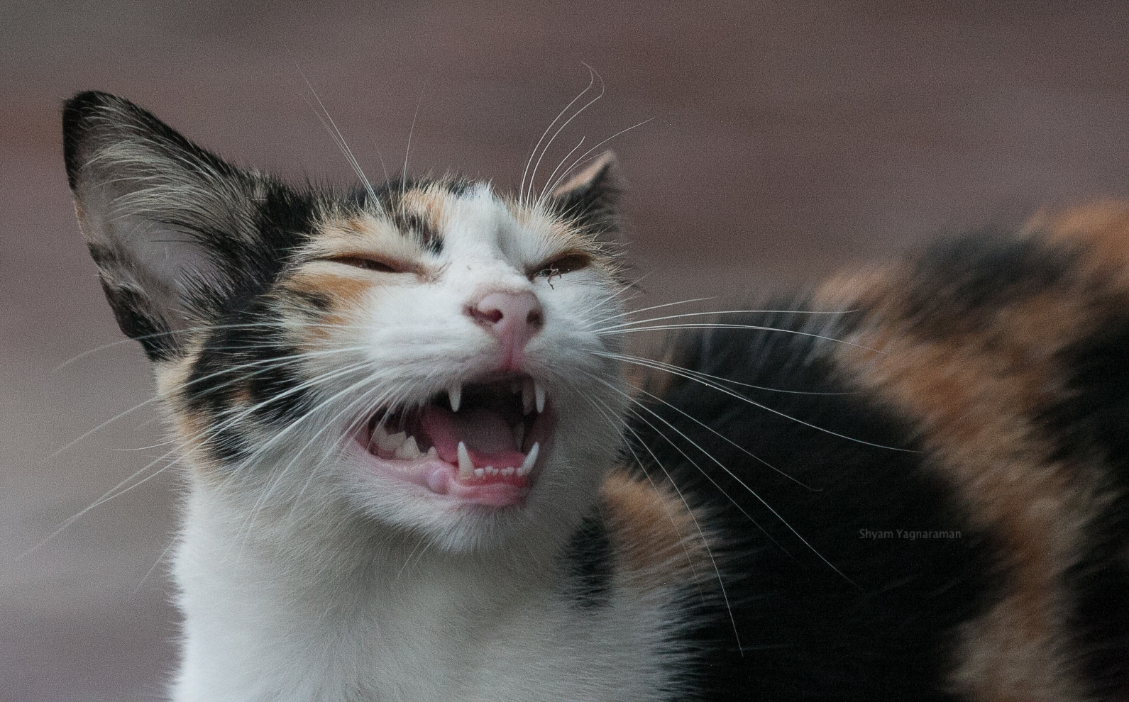 Canon EF 100-400mm F4.5-5.6L IS USM sample photo. Why me photography