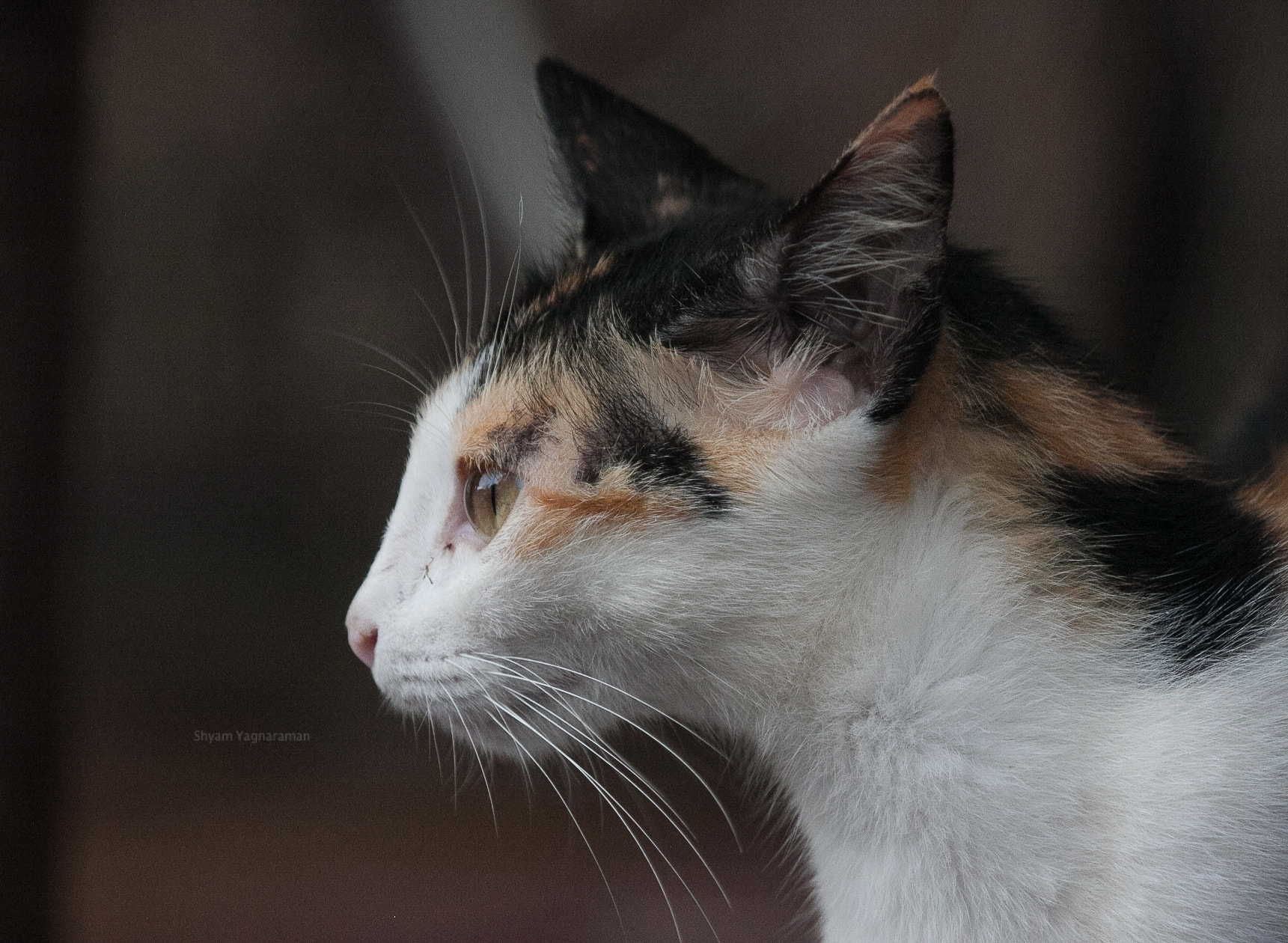 Canon EF 100-400mm F4.5-5.6L IS USM sample photo. Its all about the eye photography