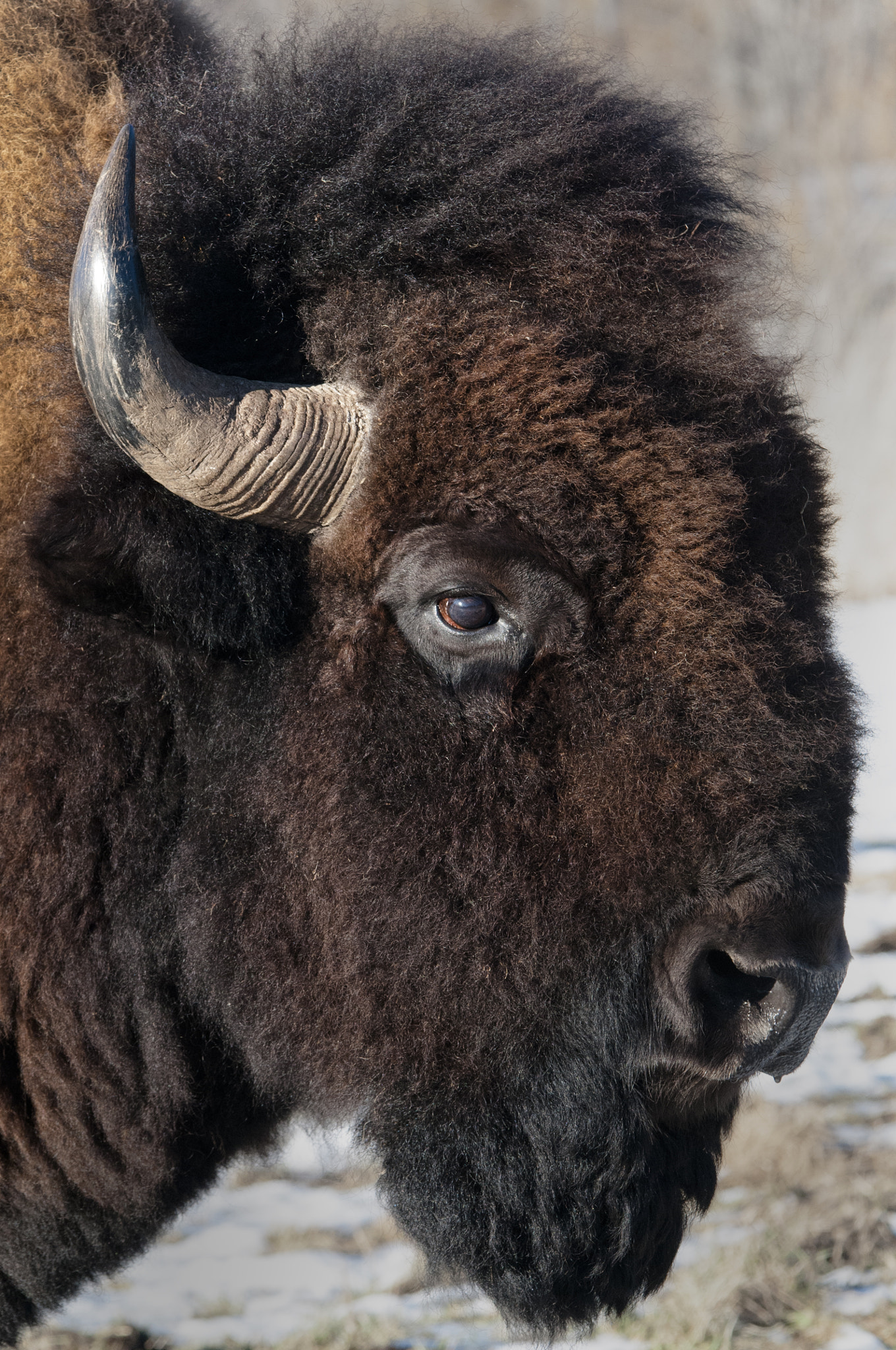 Nikon D300 sample photo. Animal photograph photography