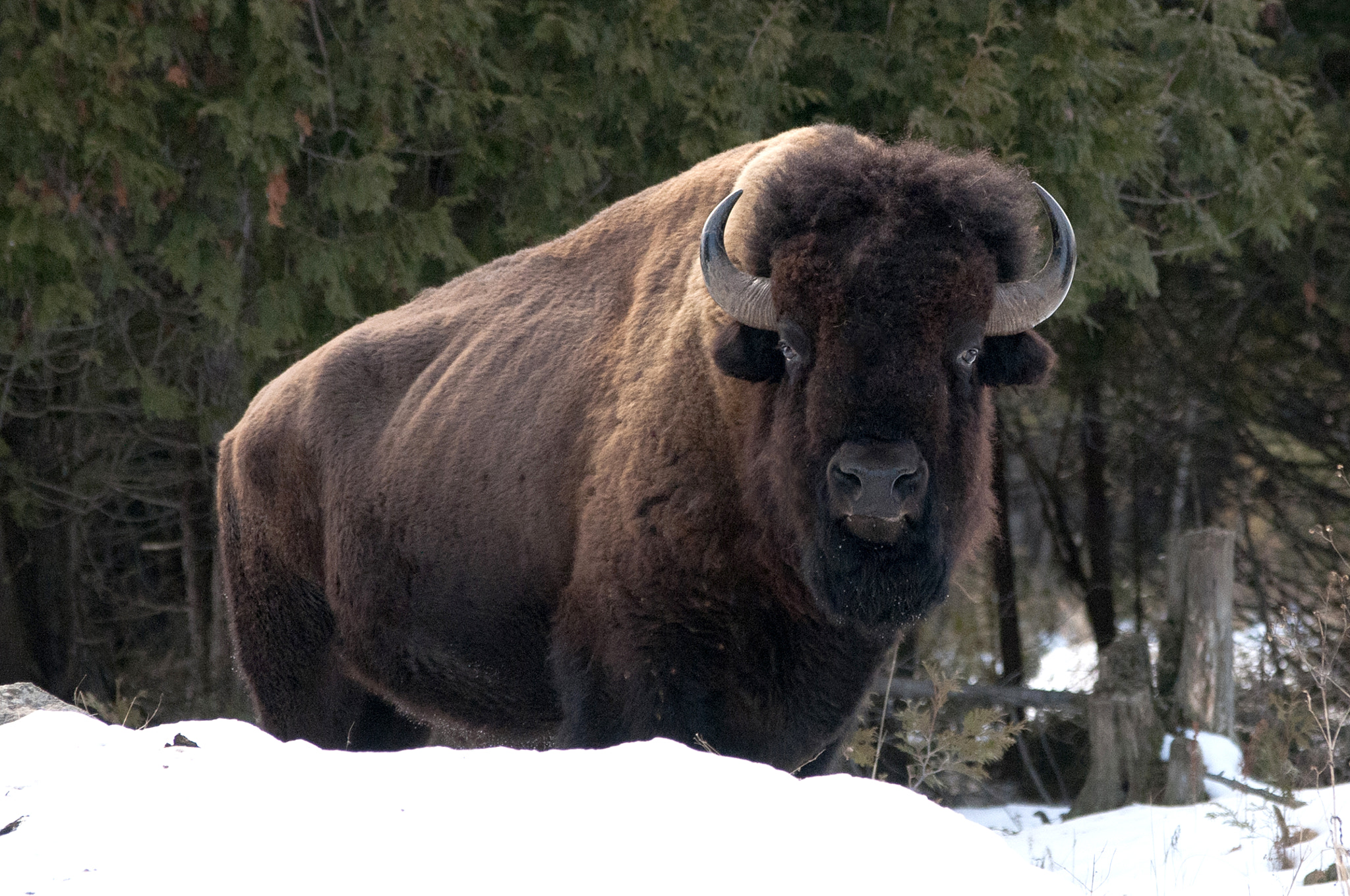 Nikon D300 sample photo. Animal photograph photography
