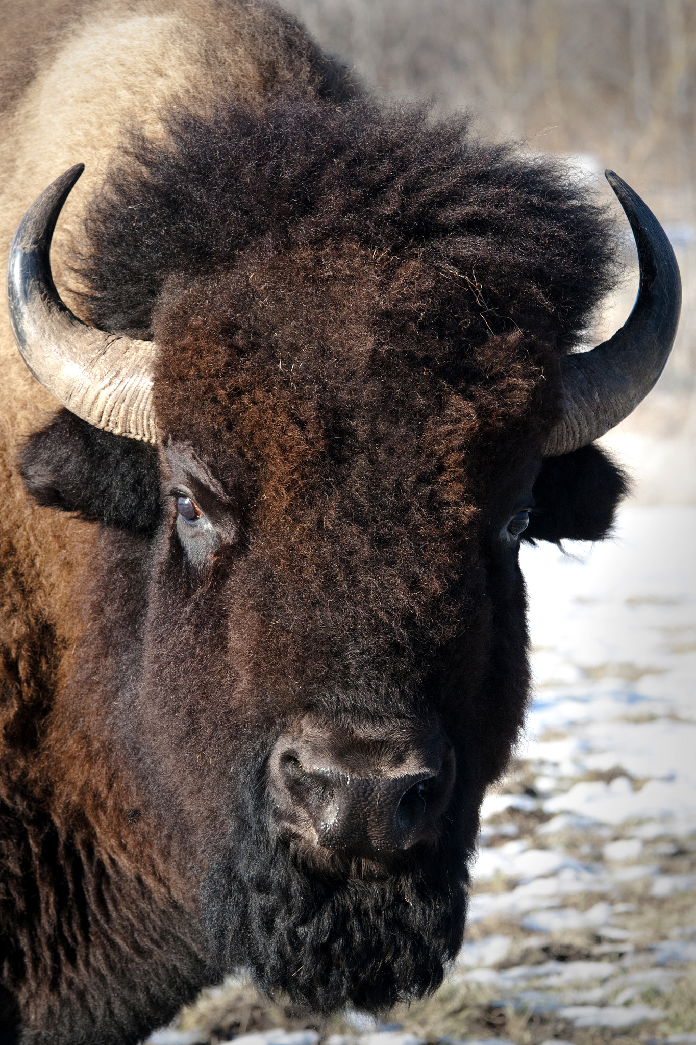 Nikon D300 sample photo. Animal photograph photography