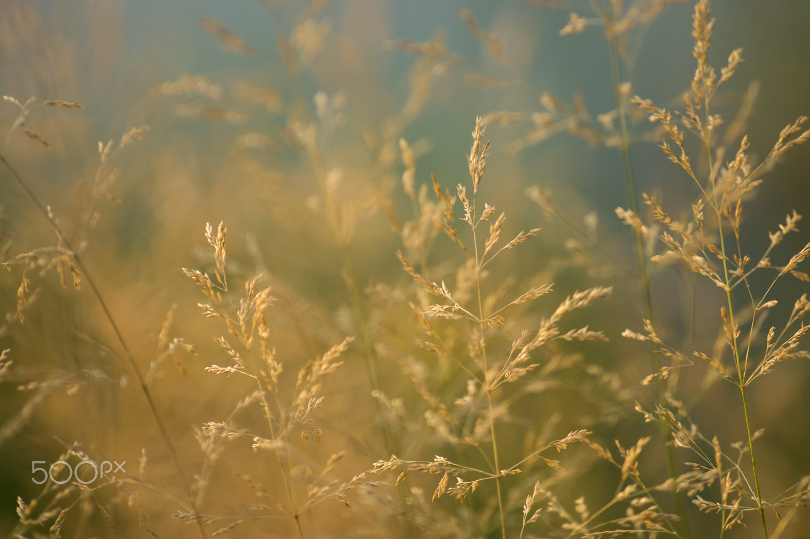 Sony SLT-A65 (SLT-A65V) + Tamron SP 24-70mm F2.8 Di VC USD sample photo. Spikelets of meadow grass. photography