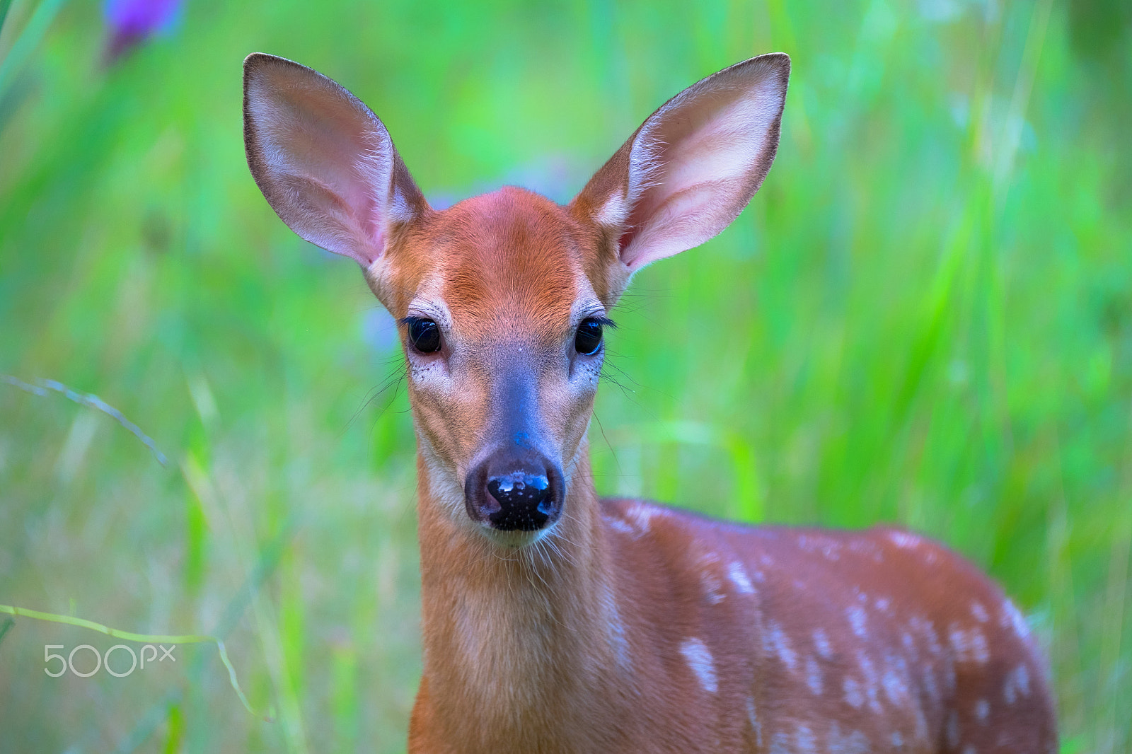 Fujifilm XF 100-400mm F4.5-5.6 R LM OIS WR sample photo. Summer fawn portrait photography