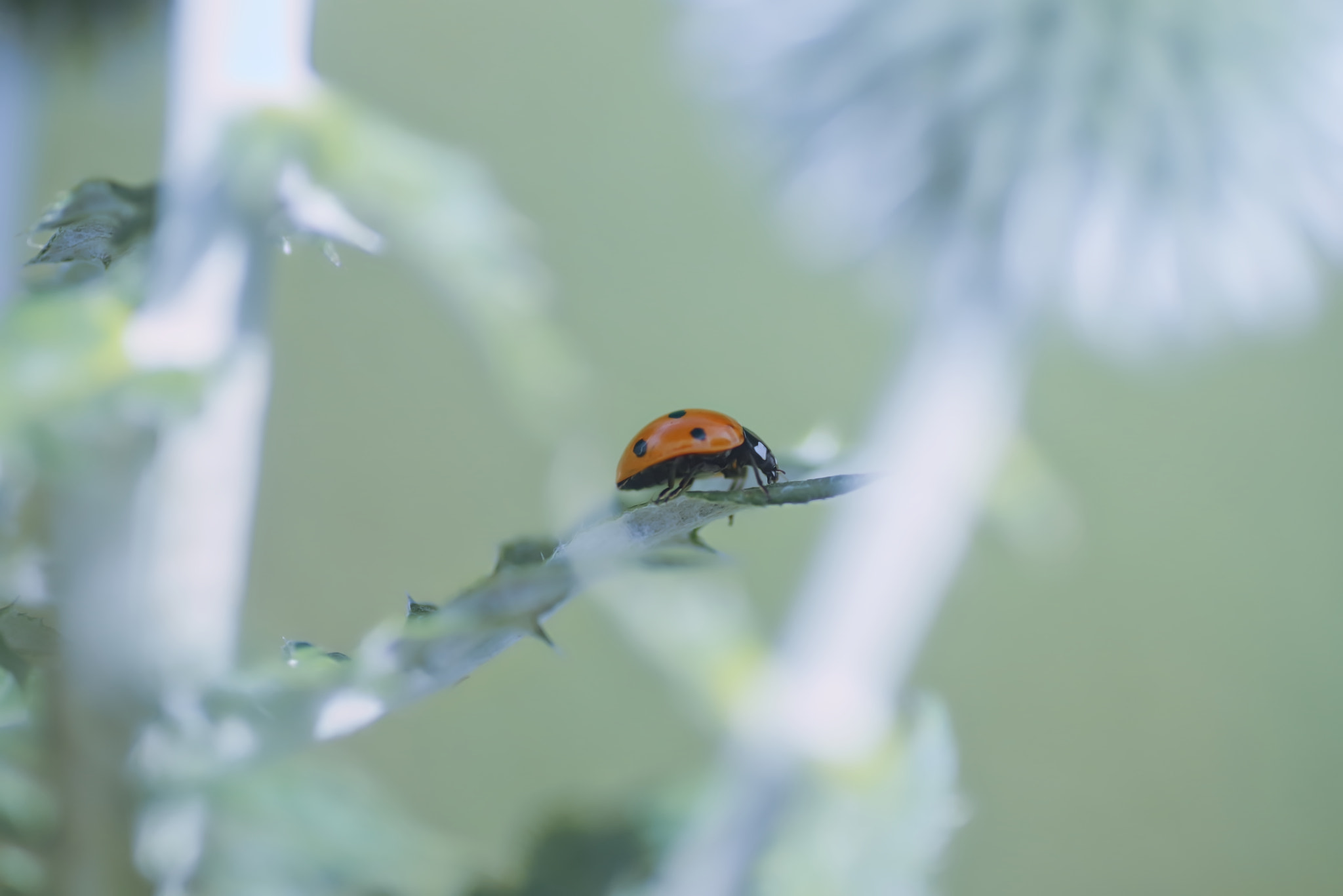 Pentax K-1 + Tamron SP AF 90mm F2.8 Di Macro sample photo. Small in the big world photography