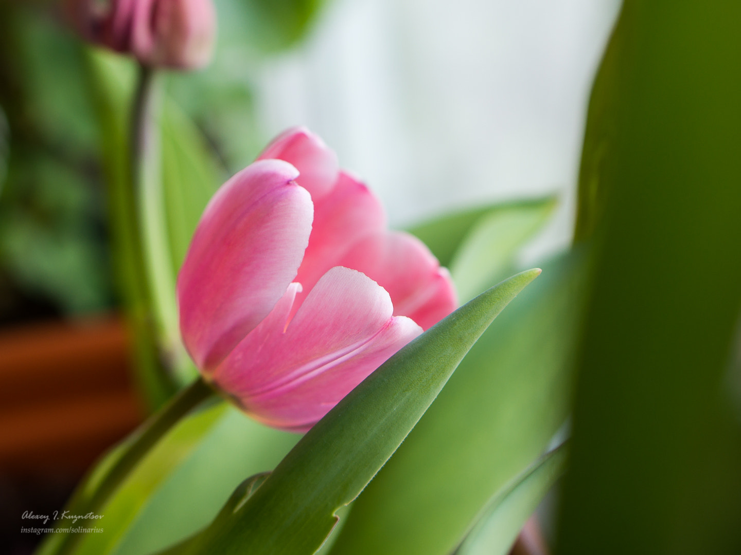 Sony Alpha NEX-6 + E 50mm F1.8 OSS sample photo. The dreams of spring photography