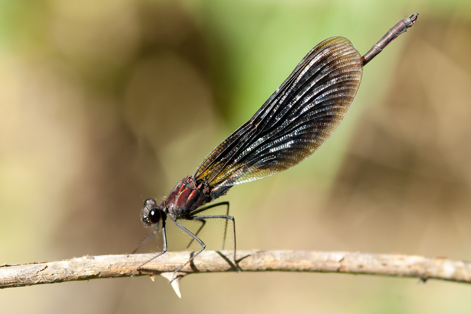 Nikon D2X sample photo. More damselflies photography
