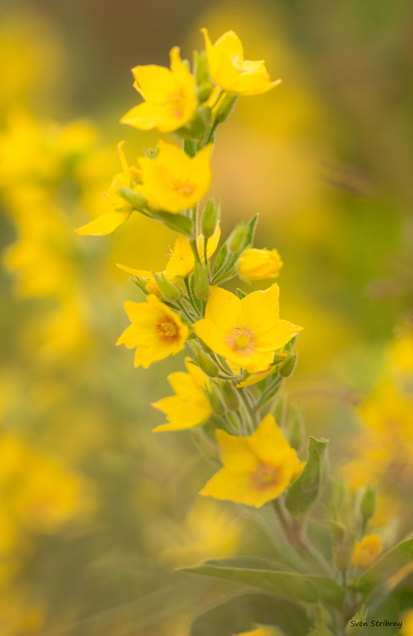 Sigma 105mm F2.8 EX DG OS HSM sample photo