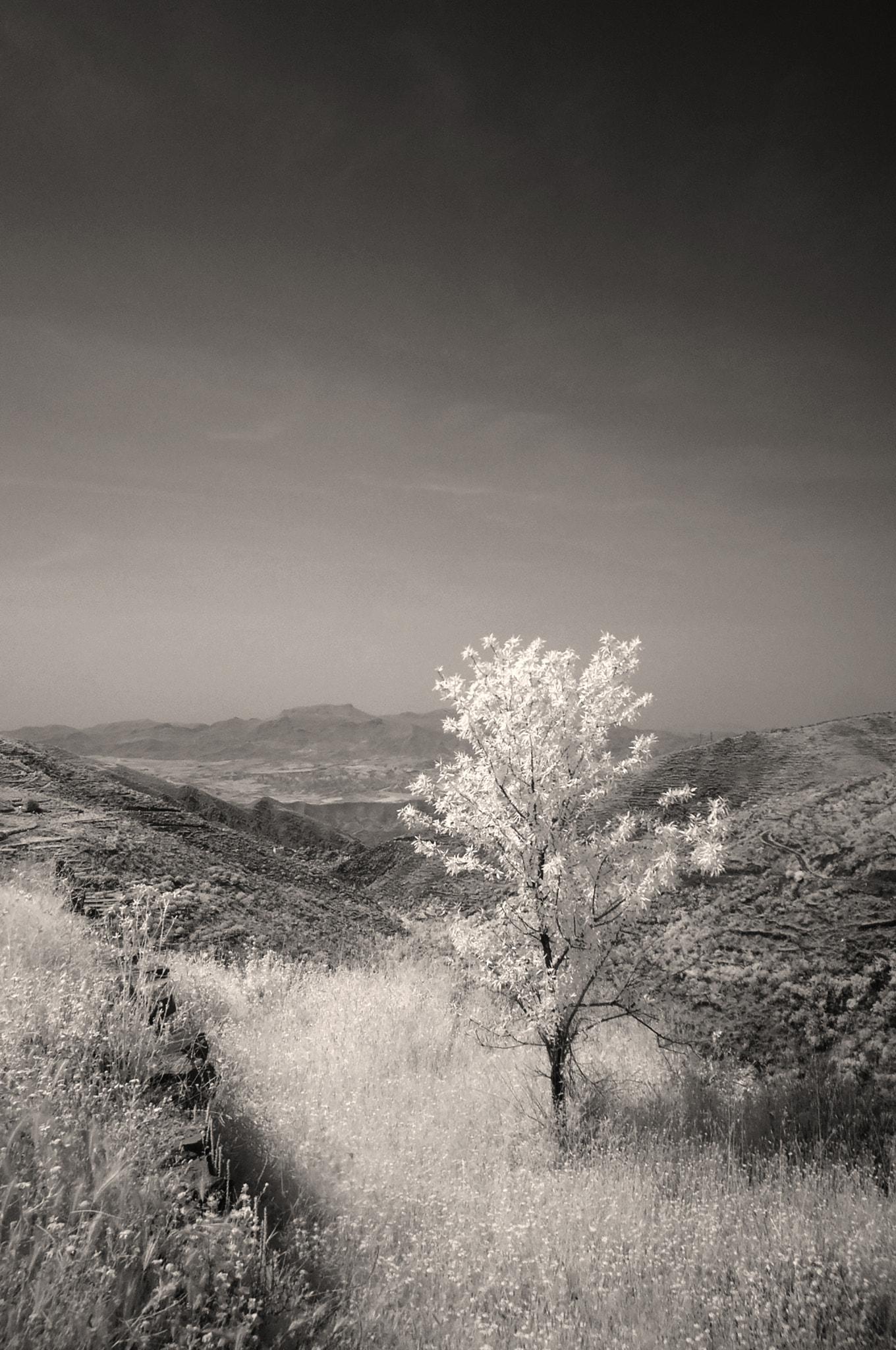 Panasonic DMC-FX33 sample photo. Tree, sierra de los filabres, spain photography