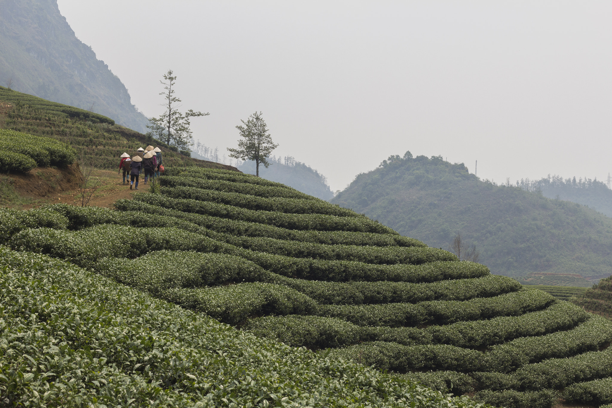 Canon EOS 650D (EOS Rebel T4i / EOS Kiss X6i) + Canon EF 50mm F1.8 II sample photo. Just another day in a tea plantation photography