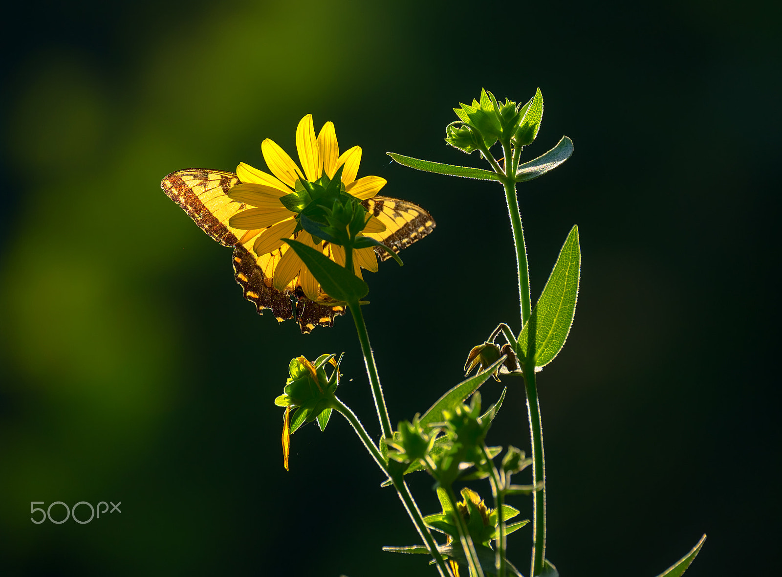 Fujifilm XF 100-400mm F4.5-5.6 R LM OIS WR sample photo. Butterfly and wildflower photography