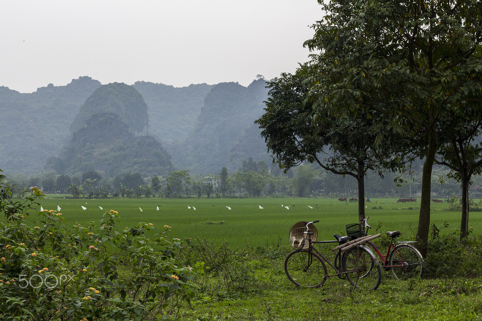 Canon EOS 650D (EOS Rebel T4i / EOS Kiss X6i) + Canon EF 50mm F1.8 II sample photo. Rice fields and peaceful ride photography