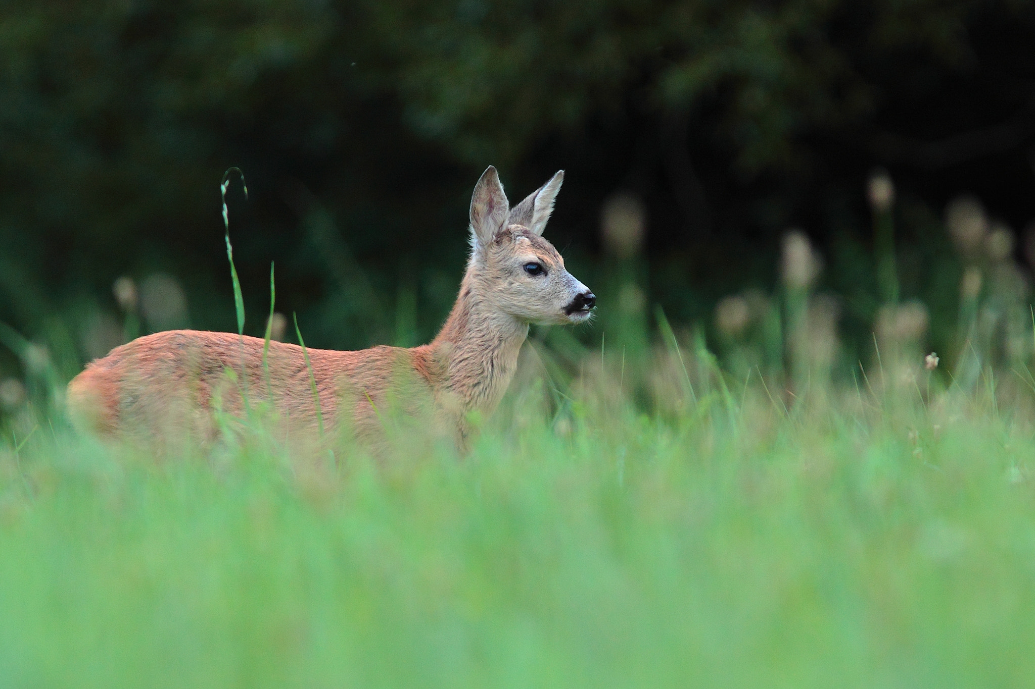Canon EF 300mm F4L IS USM sample photo. Capreolus photography