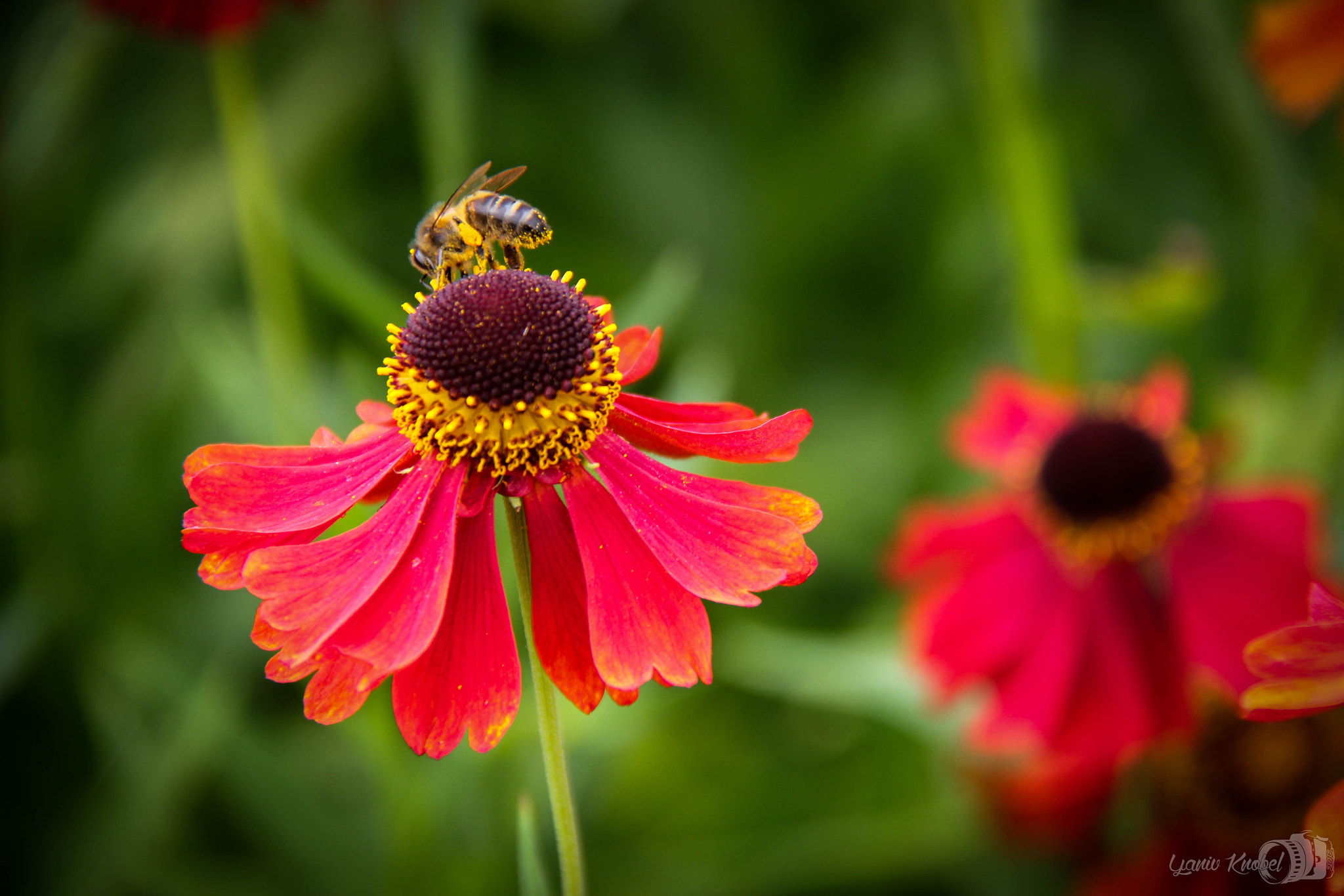 Canon EOS 550D (EOS Rebel T2i / EOS Kiss X4) sample photo. Little bee photography
