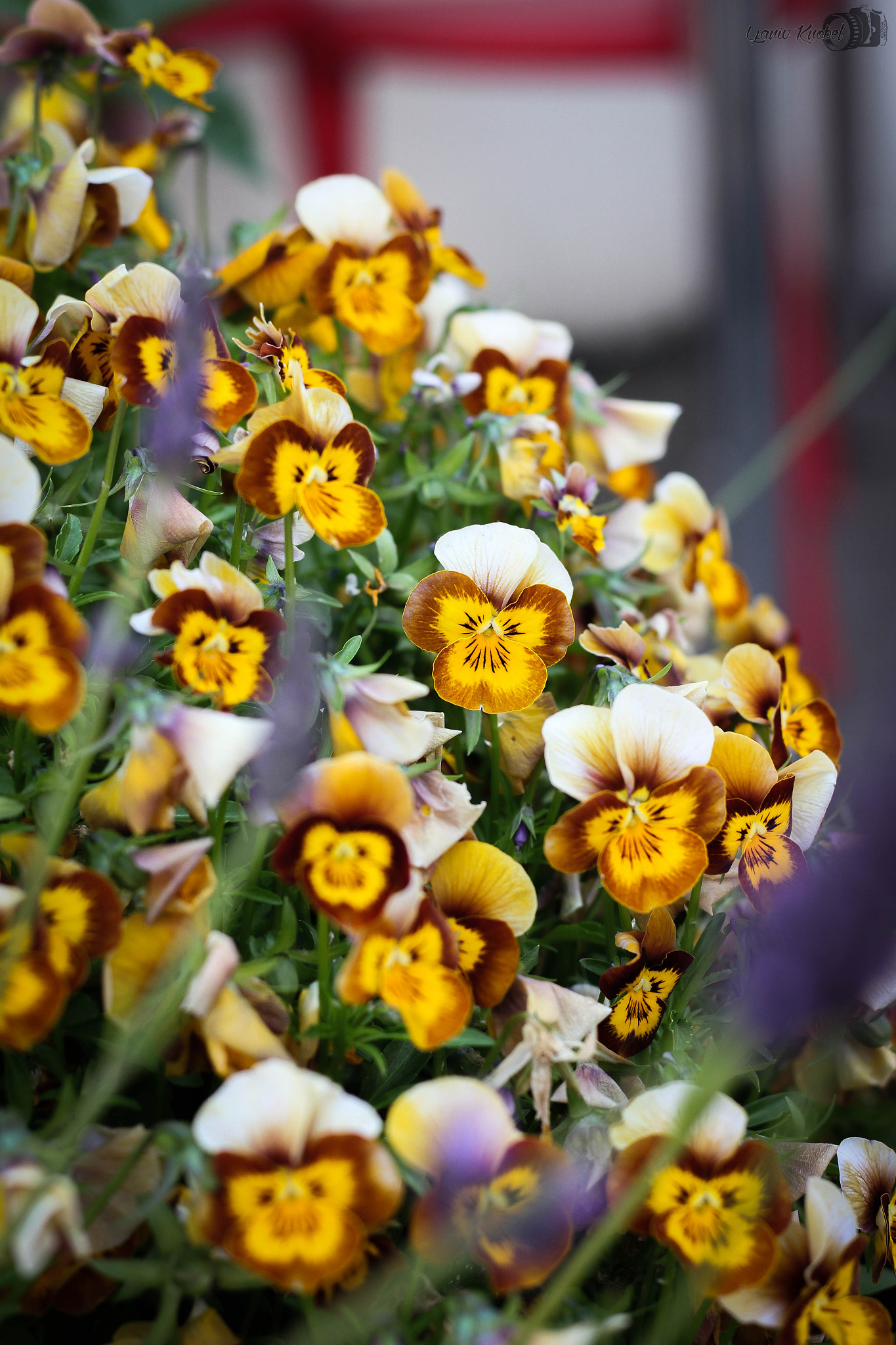 Canon EOS 550D (EOS Rebel T2i / EOS Kiss X4) sample photo. Yellow flowers photography