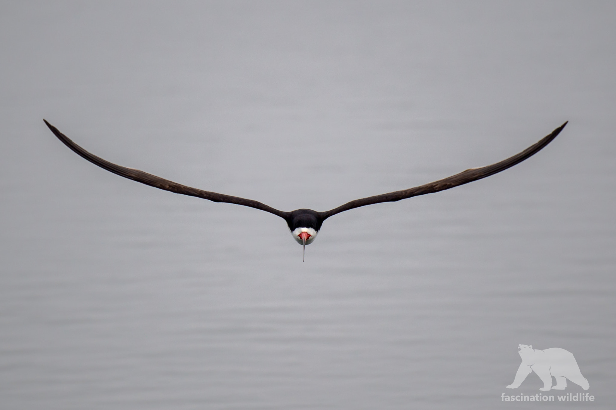 Nikon D4S sample photo. Black skimmer photography