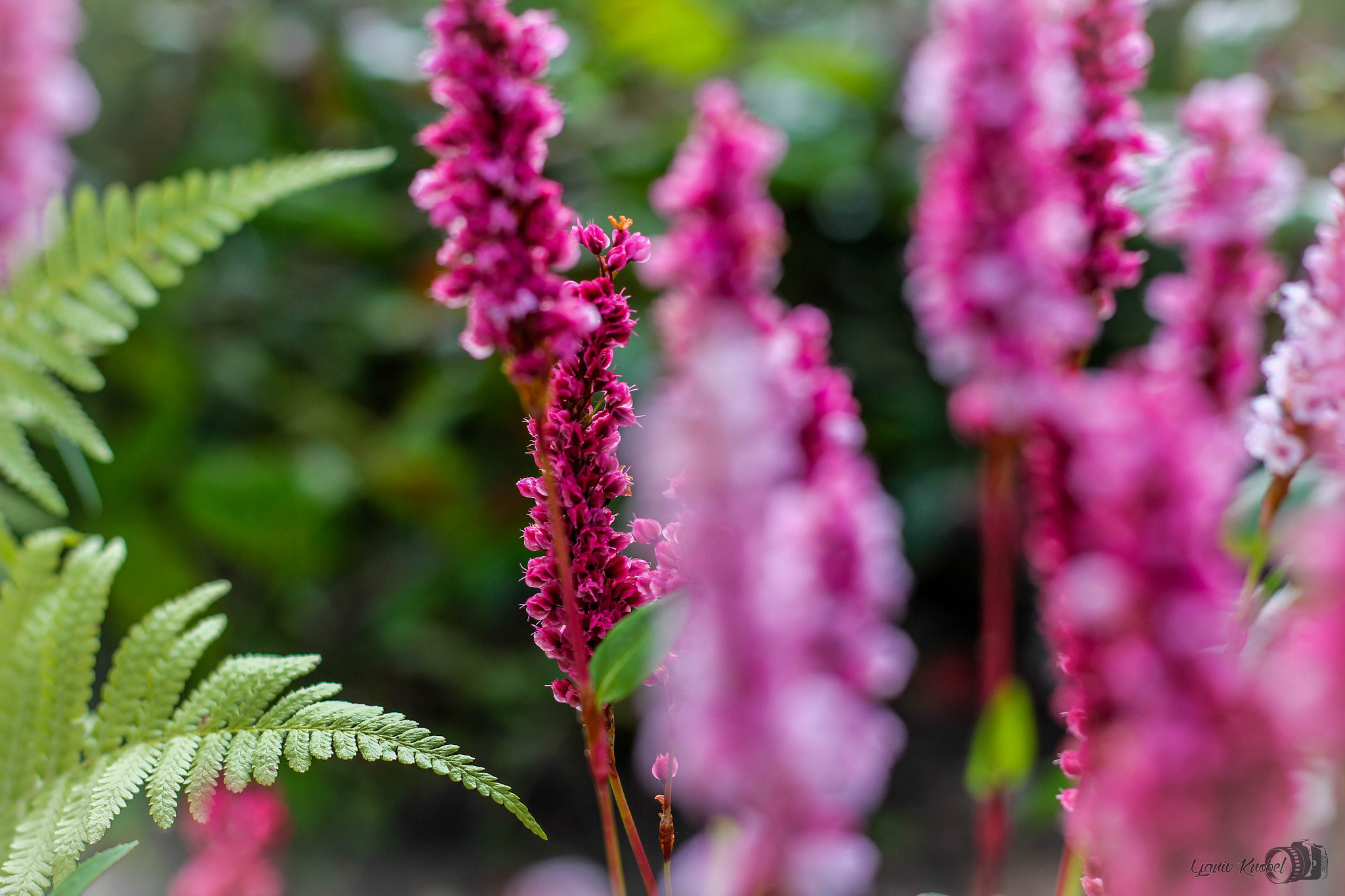 Canon EOS 550D (EOS Rebel T2i / EOS Kiss X4) sample photo. Some purple beauty photography