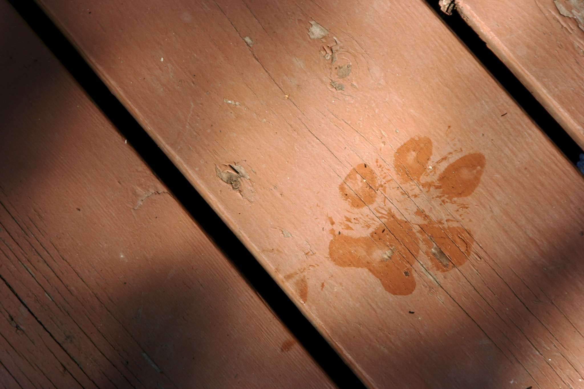 Canon EOS 350D (EOS Digital Rebel XT / EOS Kiss Digital N) sample photo. Pawprint photography