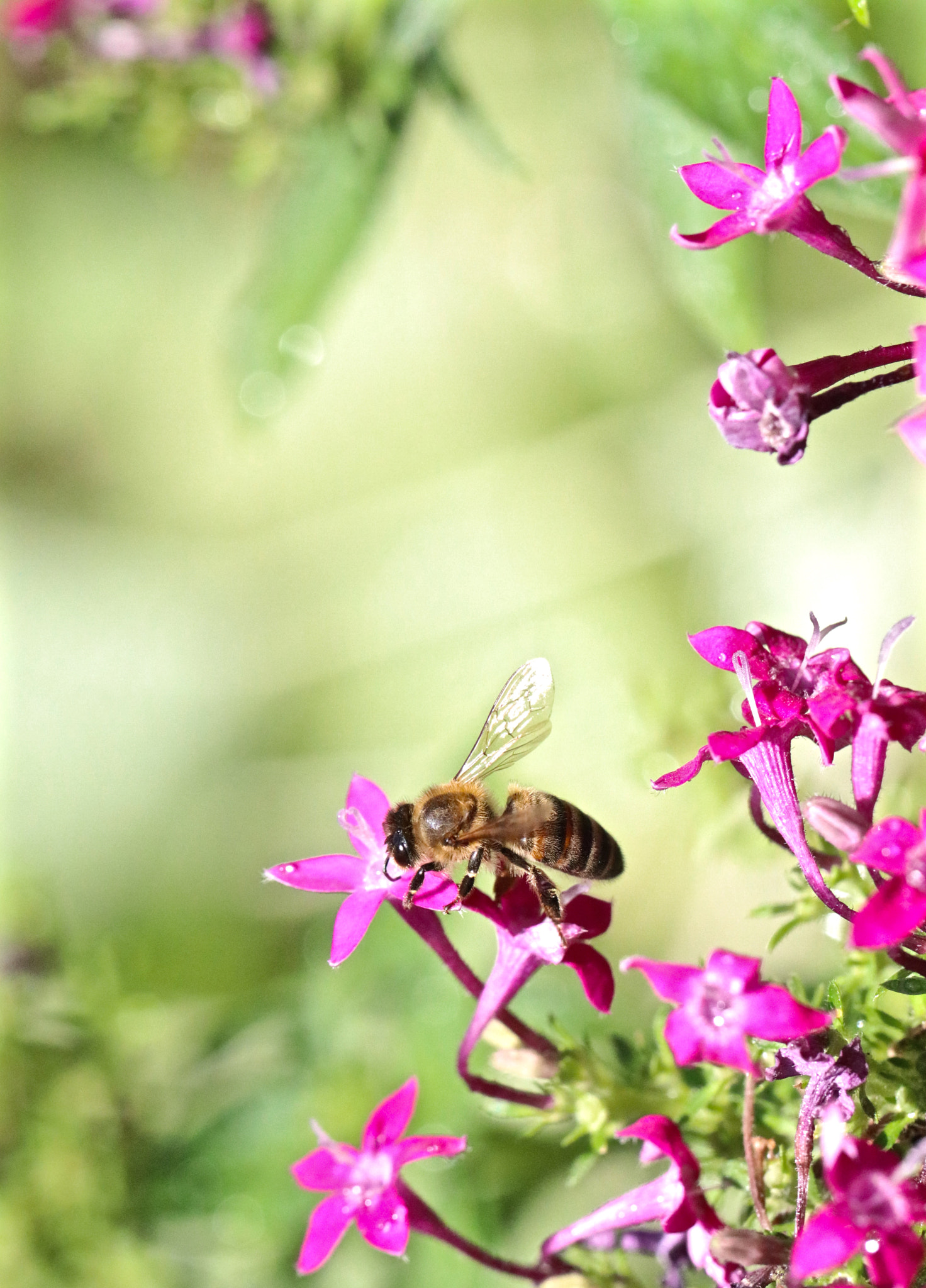 Canon EOS 80D + Canon EF 100mm F2.8L Macro IS USM sample photo. Summer days photography