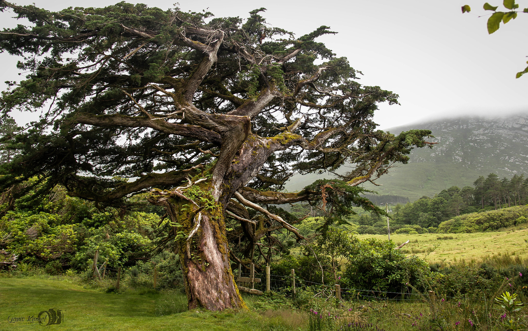 Canon EOS 550D (EOS Rebel T2i / EOS Kiss X4) sample photo. Tree of life photography