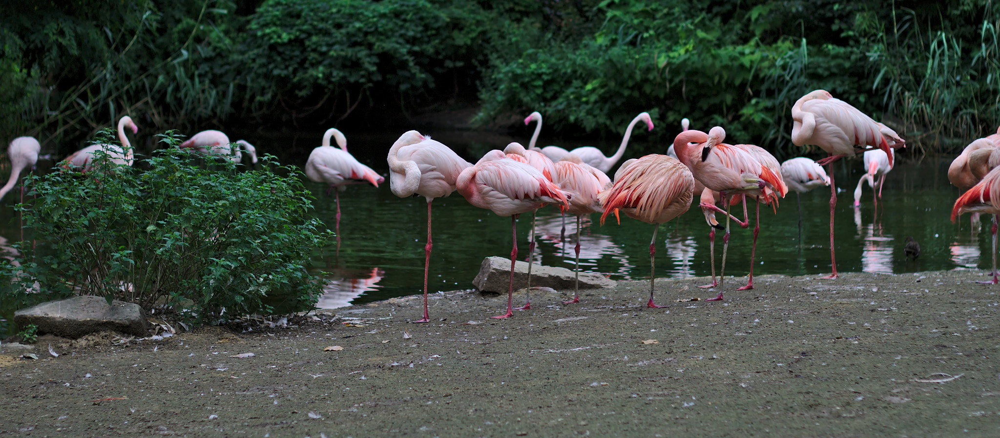 Canon EOS 600D (Rebel EOS T3i / EOS Kiss X5) + Canon EF 50mm F1.8 II sample photo. Flamingos photography