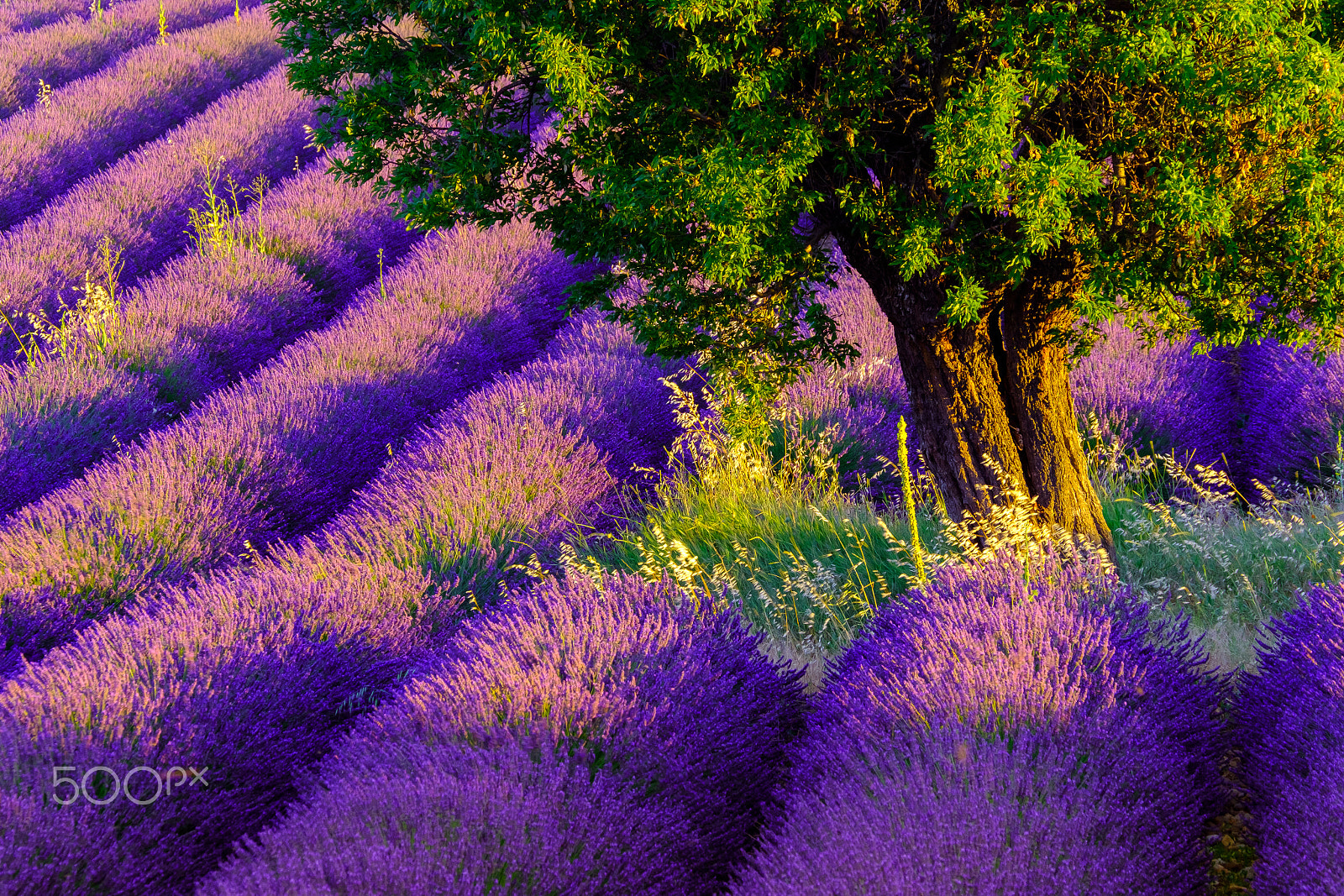 XF50-140mmF2.8 R LM OIS WR + 1.4x sample photo. Tree in lavender field at sunrise in provence photography