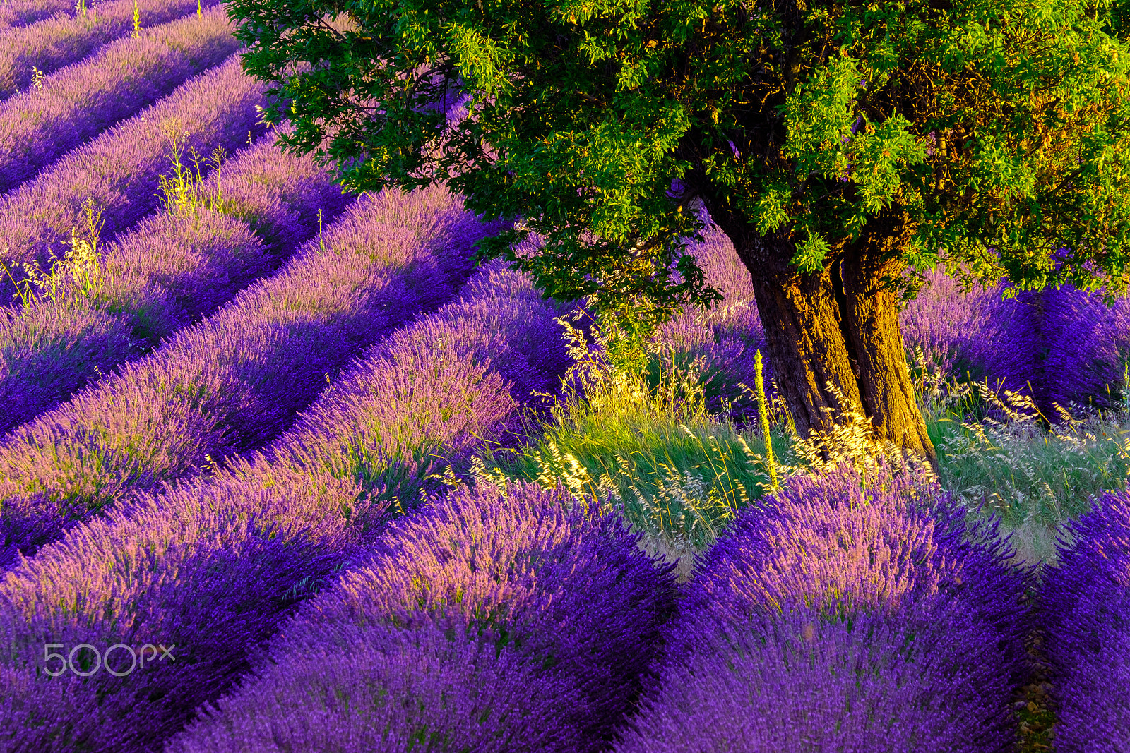 Fujifilm X-Pro2 + XF50-140mmF2.8 R LM OIS WR + 1.4x sample photo. Tree in lavender field at sunrise in provence photography