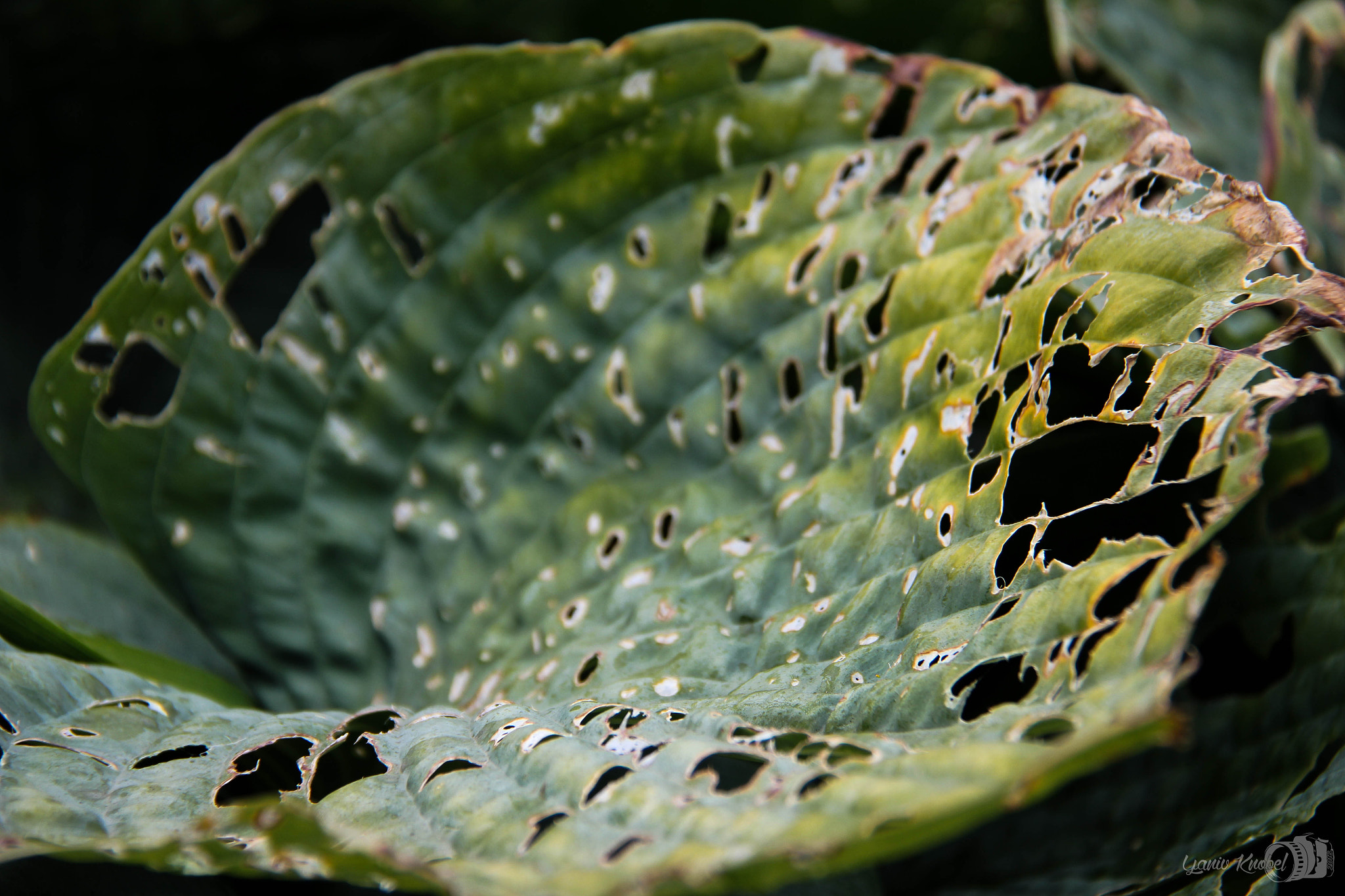 Canon EOS 550D (EOS Rebel T2i / EOS Kiss X4) sample photo. Old leaf photography