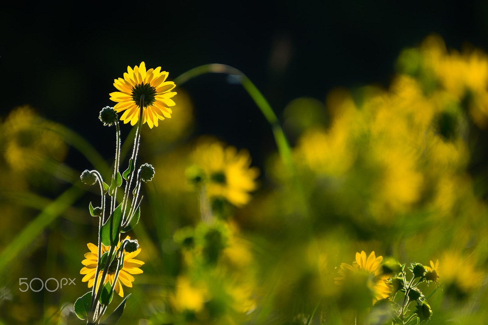 Fujifilm XF 100-400mm F4.5-5.6 R LM OIS WR sample photo. Sunflower in the sun photography