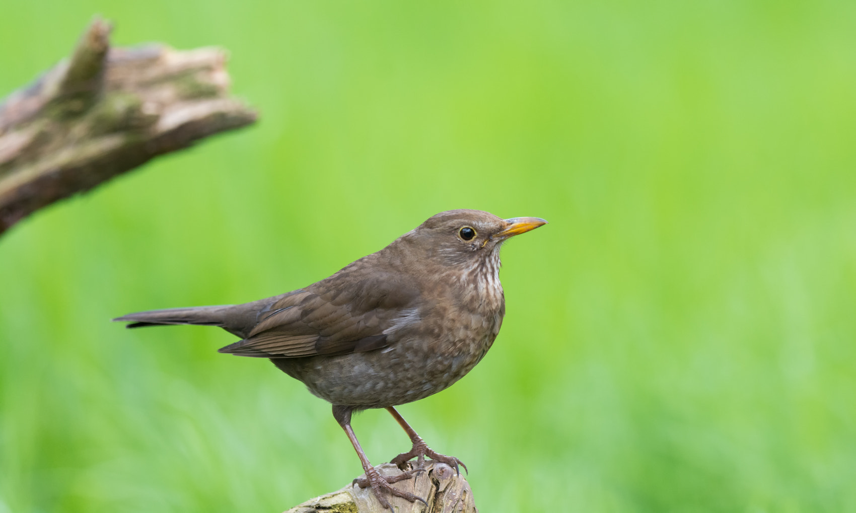 Nikon D7100 + Nikon AF-S Nikkor 500mm F4G ED VR sample photo. Merel - blackbird photography