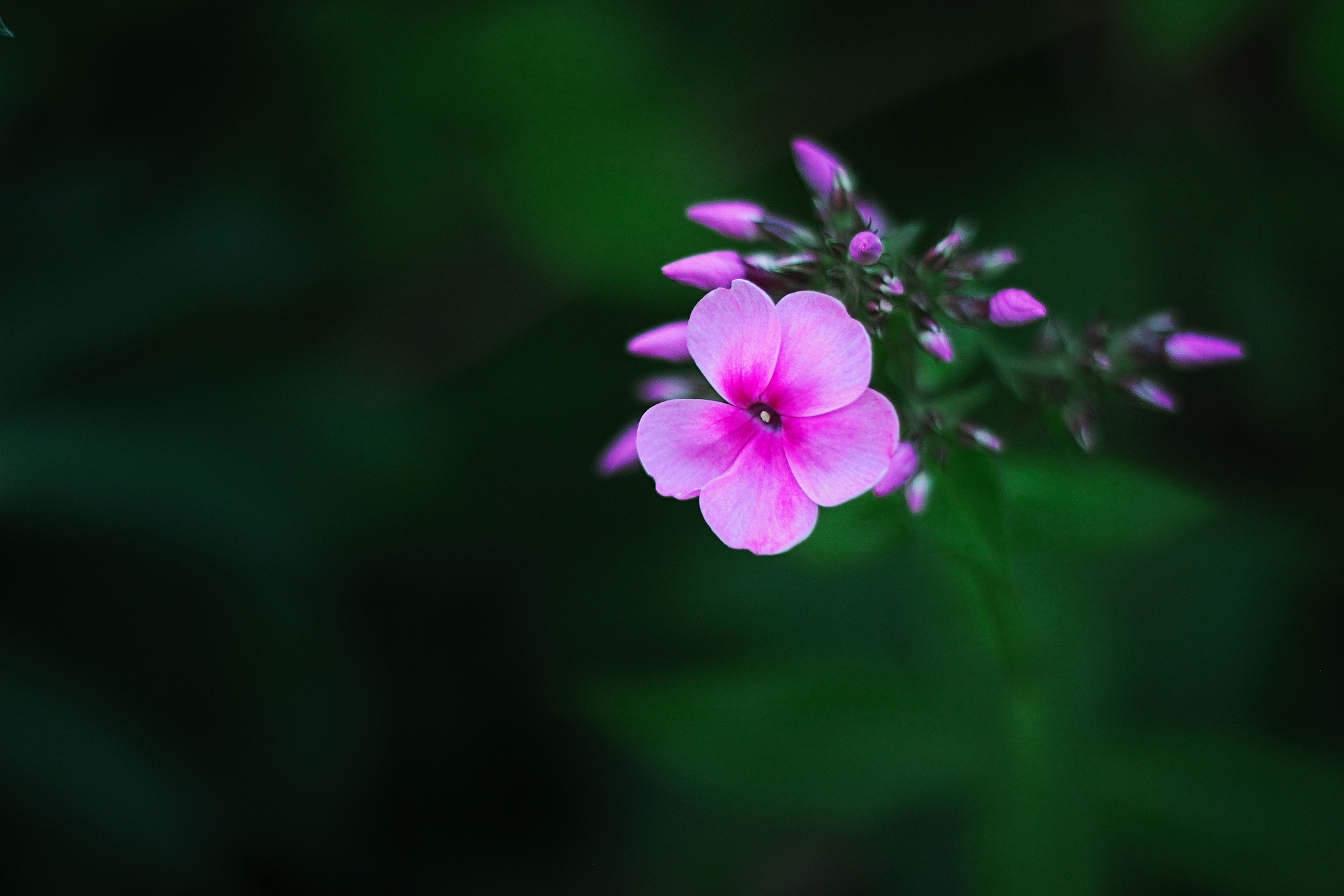 Canon EOS 550D (EOS Rebel T2i / EOS Kiss X4) + Canon EF 50mm F1.8 II sample photo. * photography