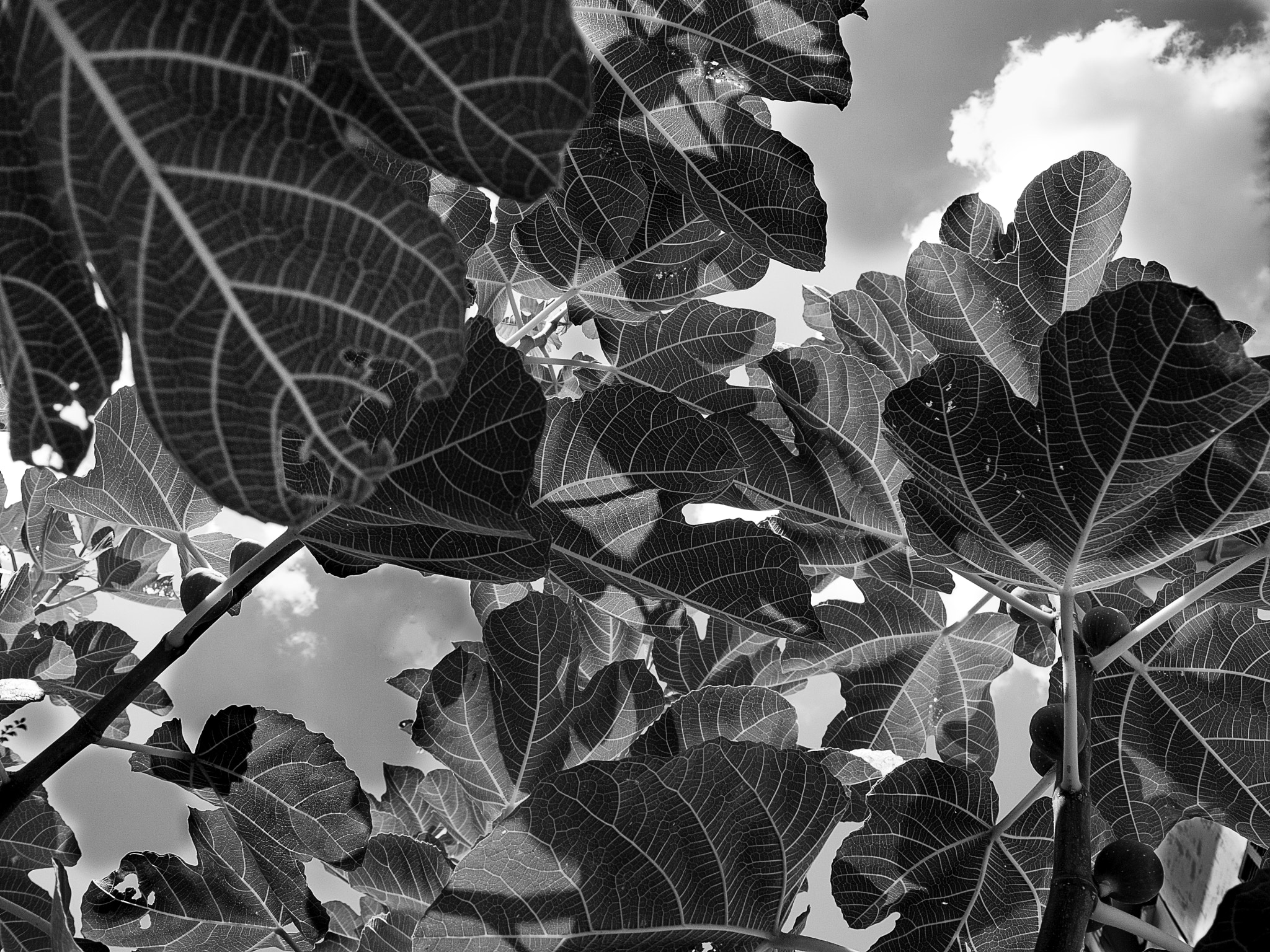 Pentax 02 Standard Zoom sample photo
