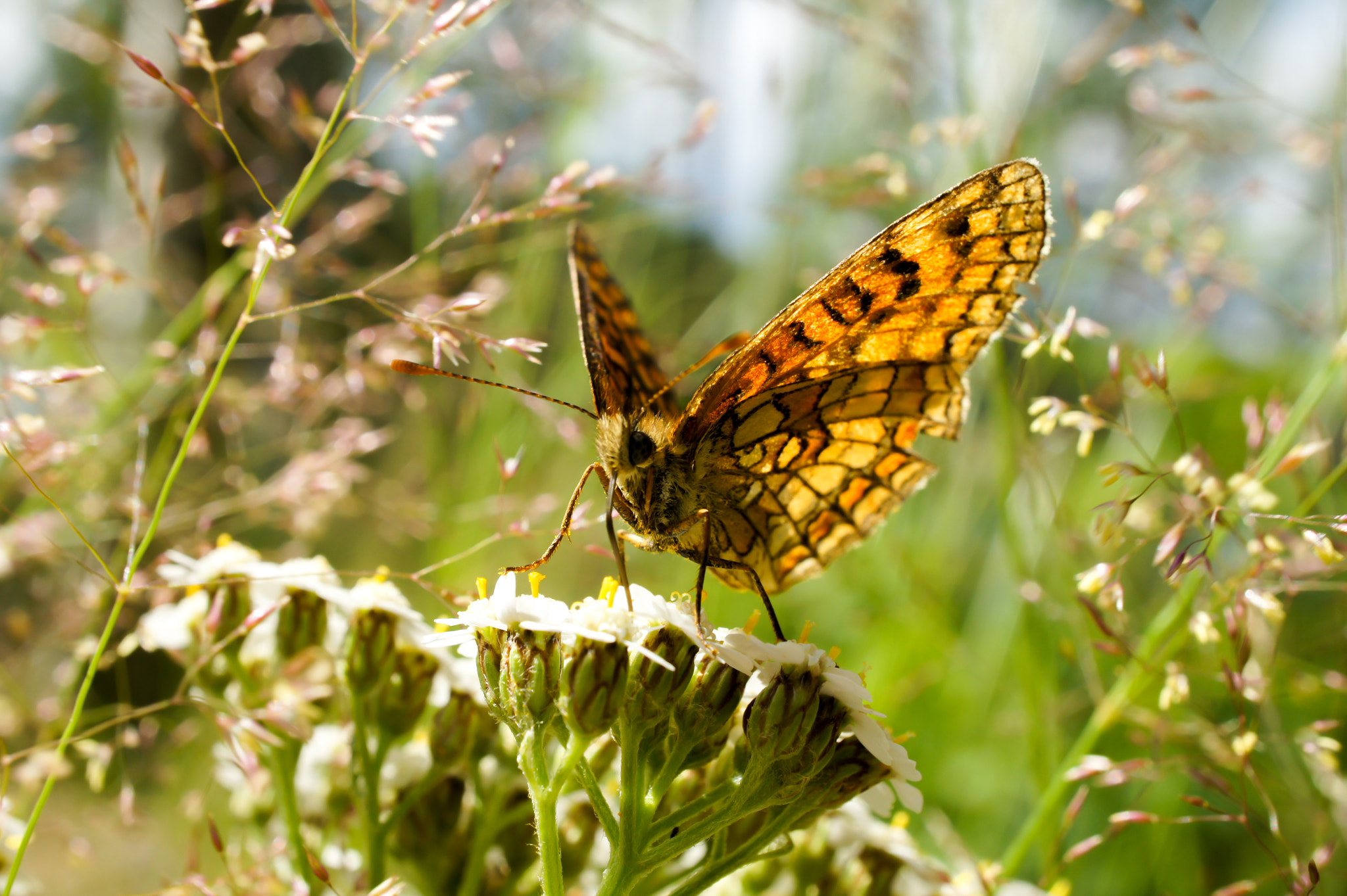 Sony Alpha NEX-5 + Sony E 30mm F3.5 Macro sample photo. Butterfly photography