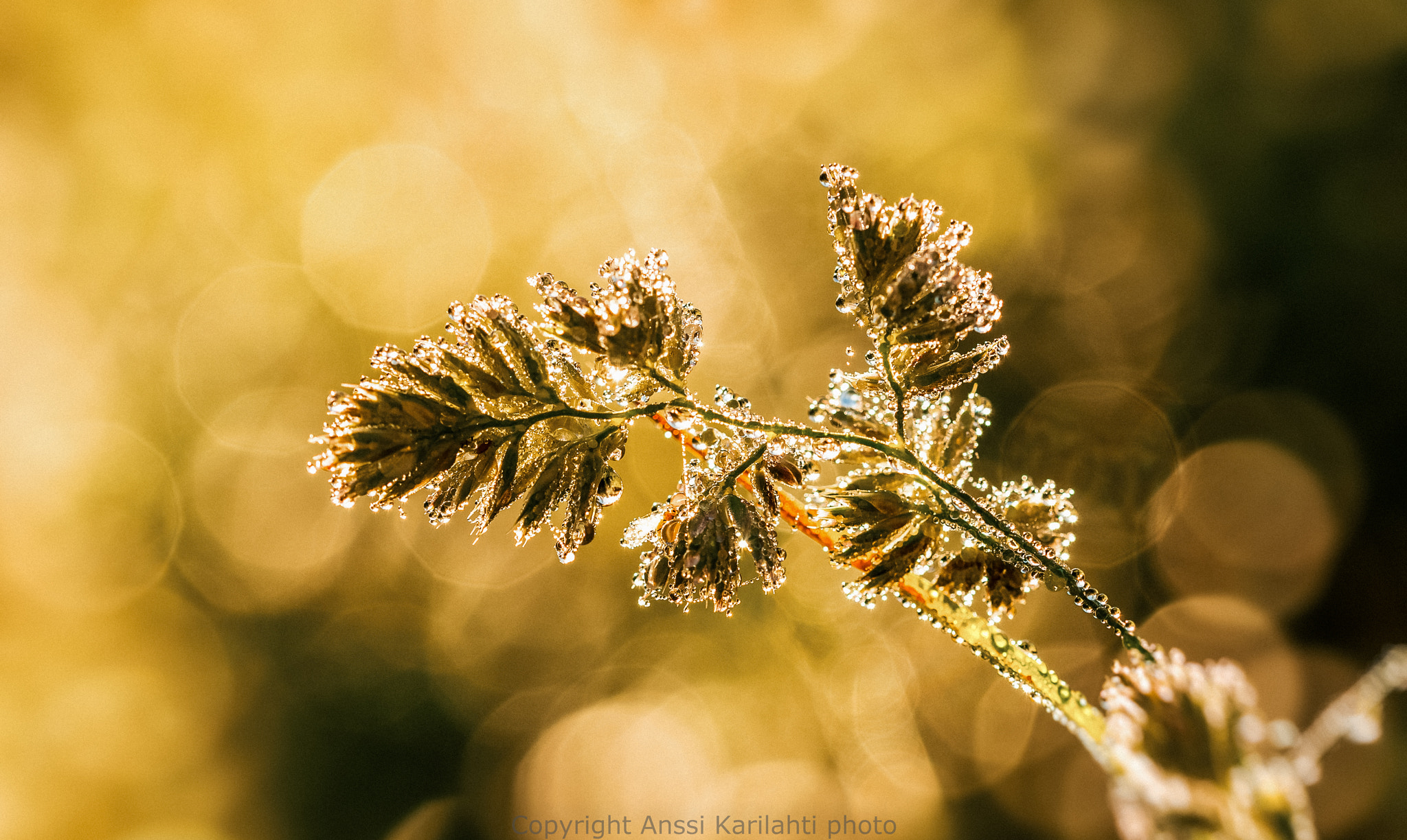 Sigma 105mm F2.8 EX DG OS HSM sample photo. Morning beauty photography