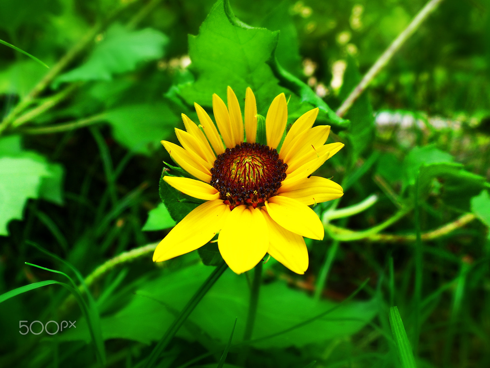 Samsung WB800F sample photo. Beautiful yellow cosmos flower photography