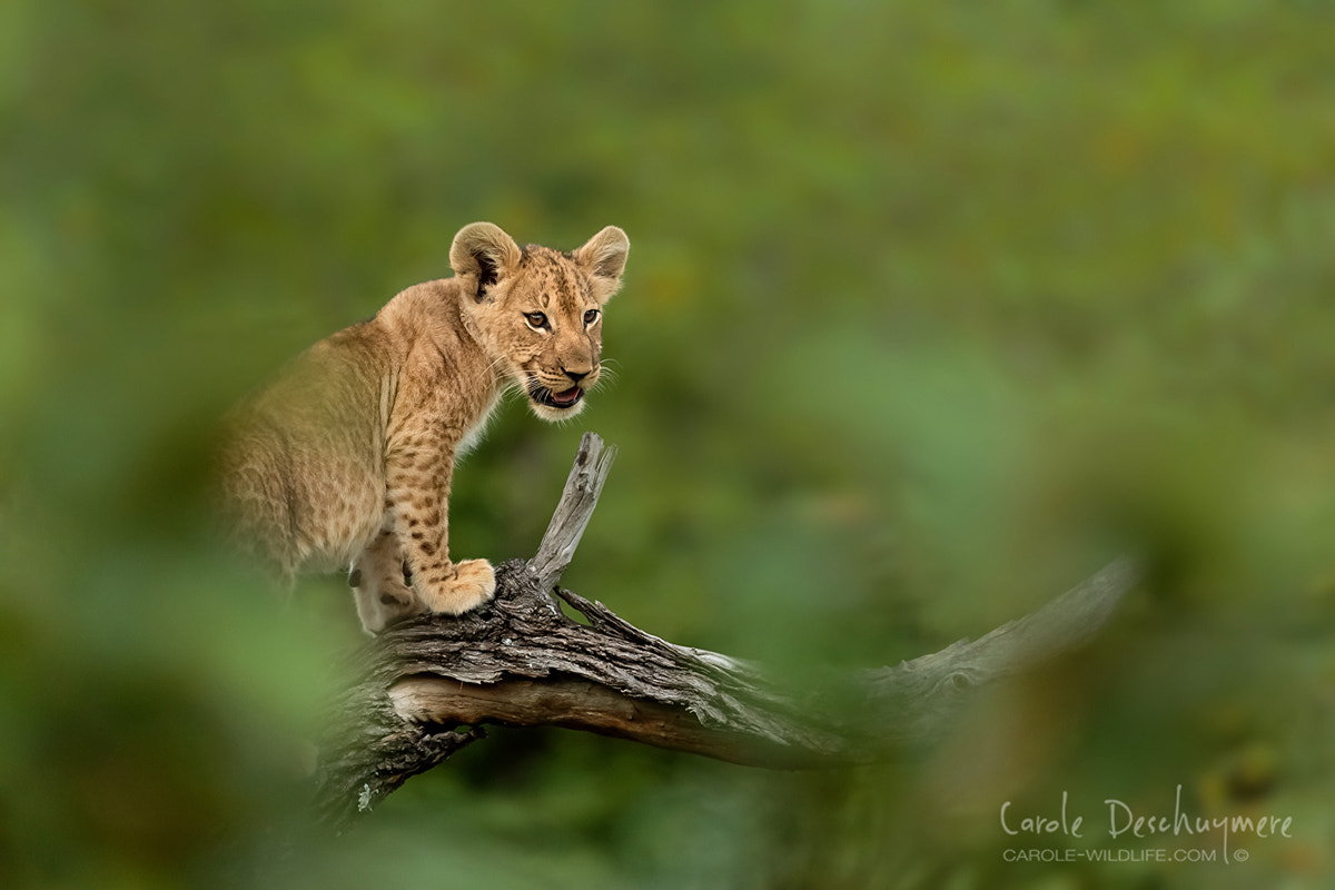Canon EF 200-400mm F4L IS USM Extender 1.4x sample photo. I was following a pride with 10 cubs for a whole w ... photography