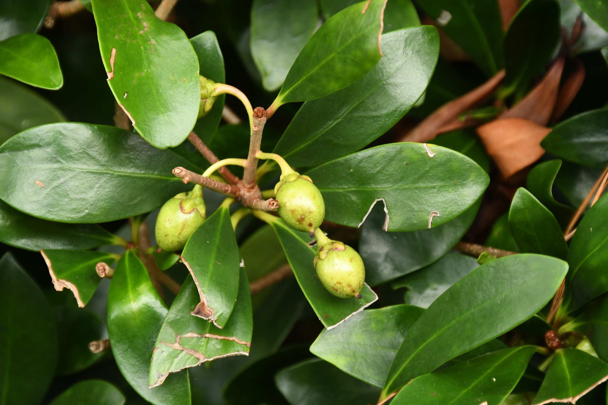 Nikon D500 sample photo