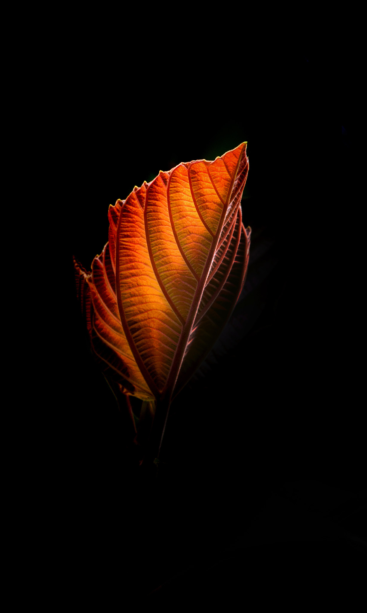 Canon EF 180mm F3.5L Macro USM sample photo. Red leaf photography
