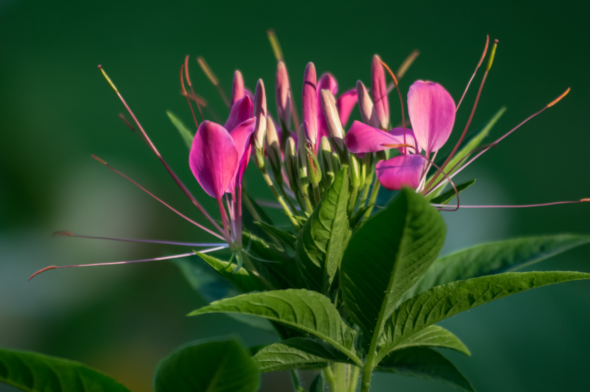 smc PENTAX-F 70-210mm F4-5.6 sample photo. Park beauty photography