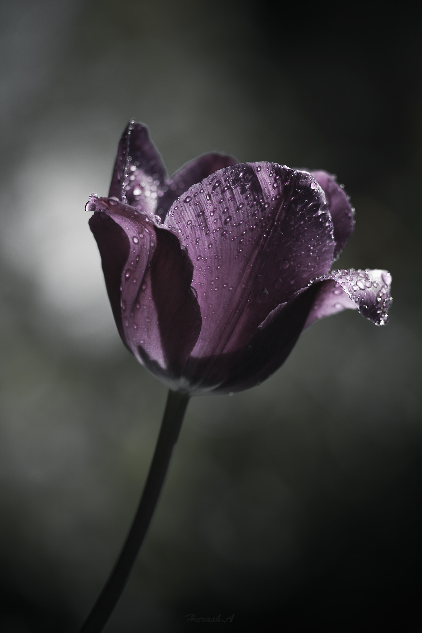 Canon EOS 650D (EOS Rebel T4i / EOS Kiss X6i) sample photo. Tulip photography